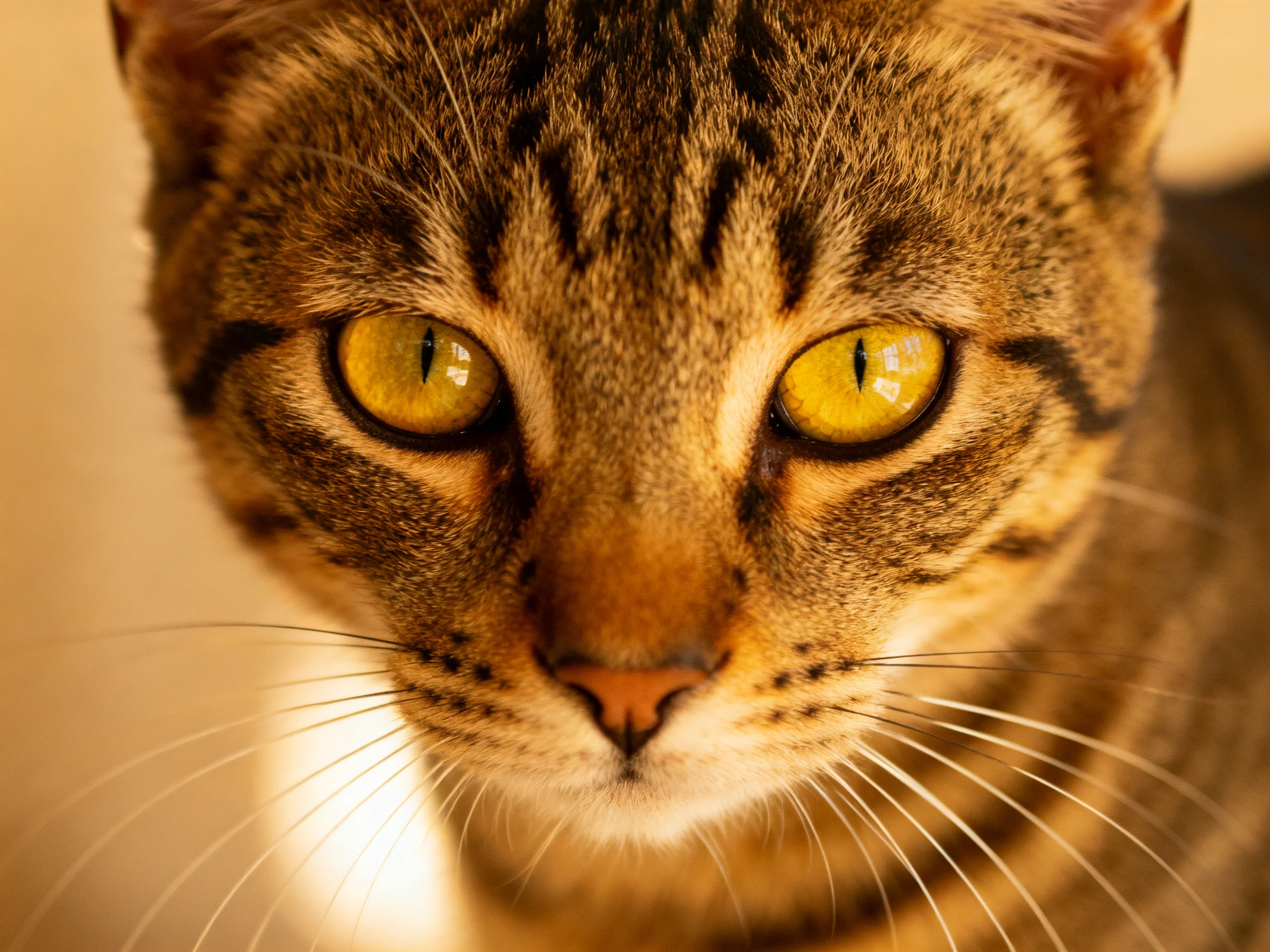 A close - up shows a brown tabby cat with striking yellow eyes.