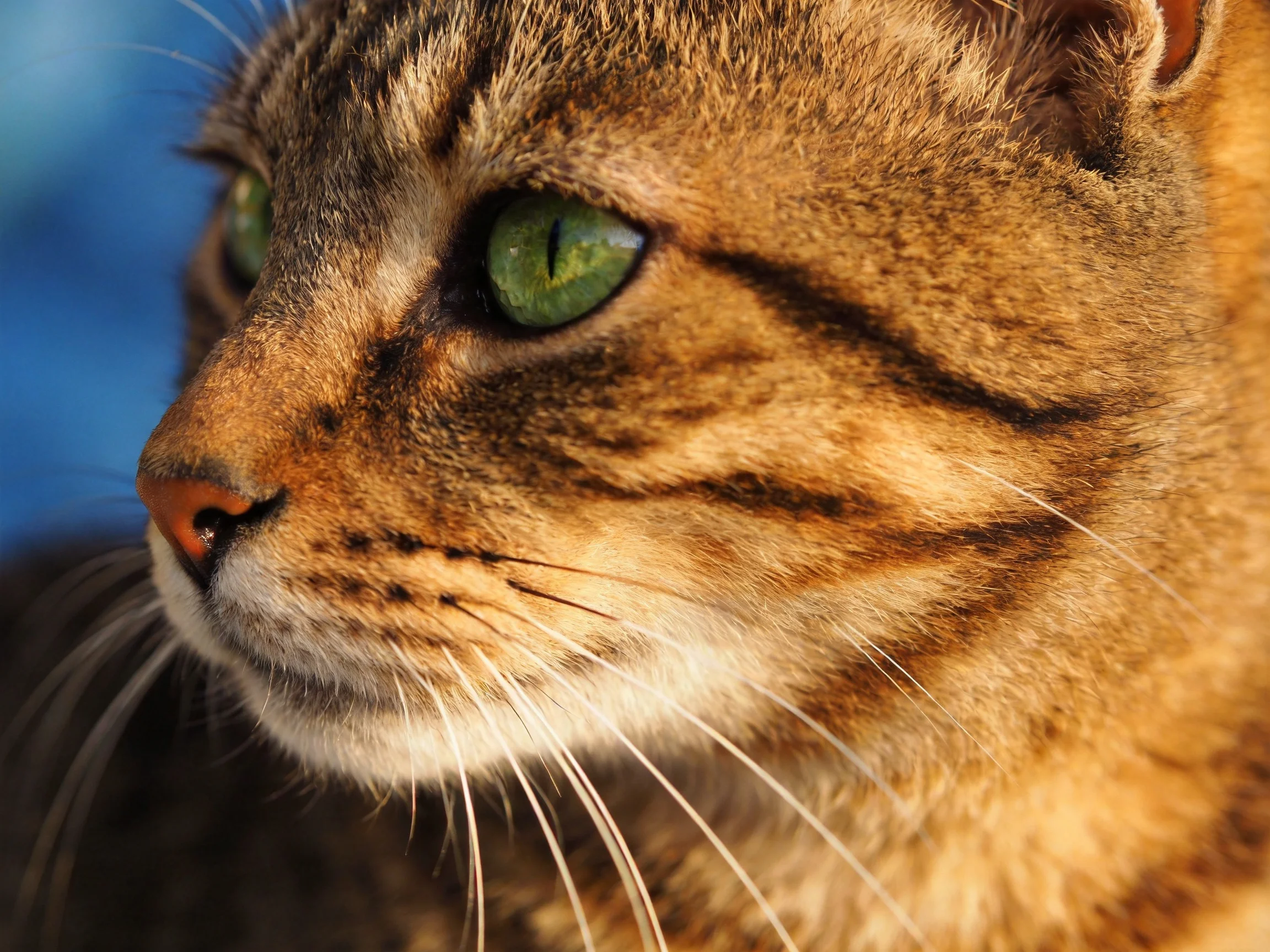 A close - up shows a brown tabby cat with striking green eyes.