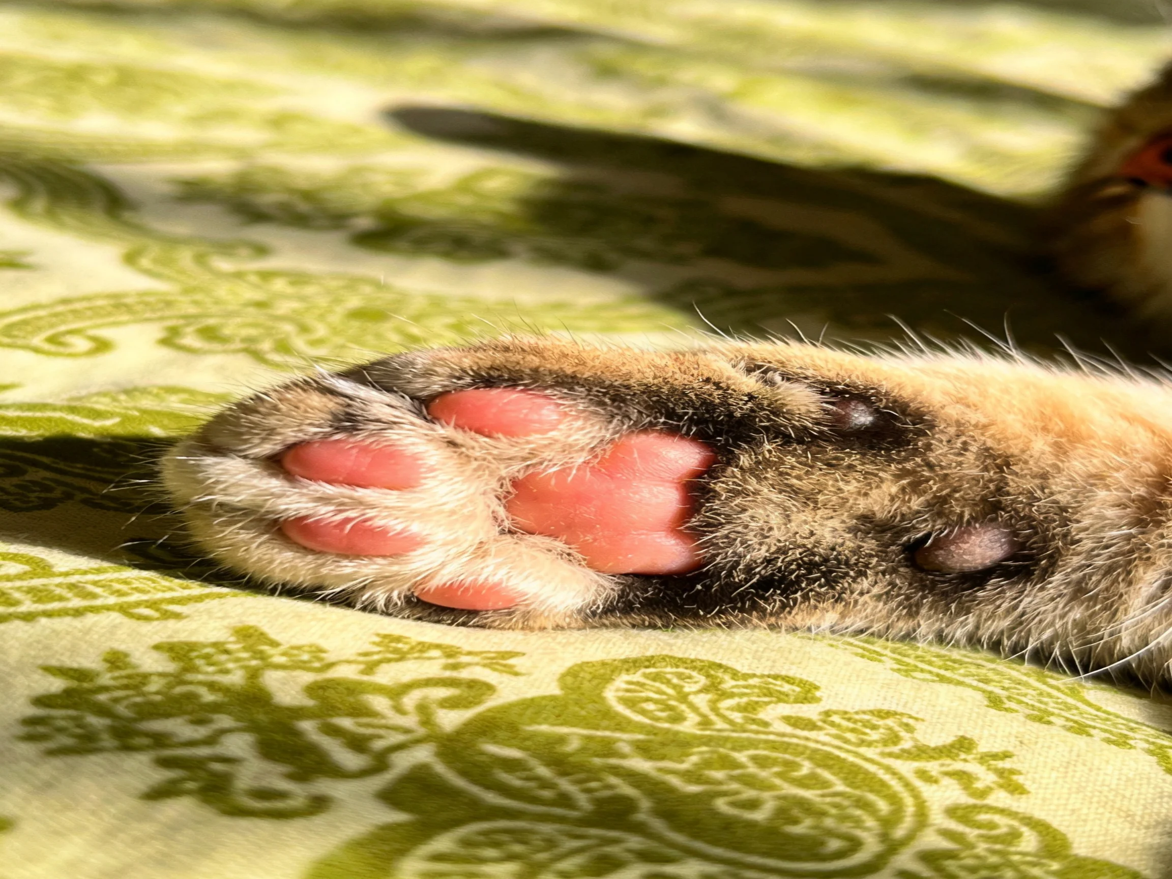 Close - up of a calico cat’s paw on ornate green fabric