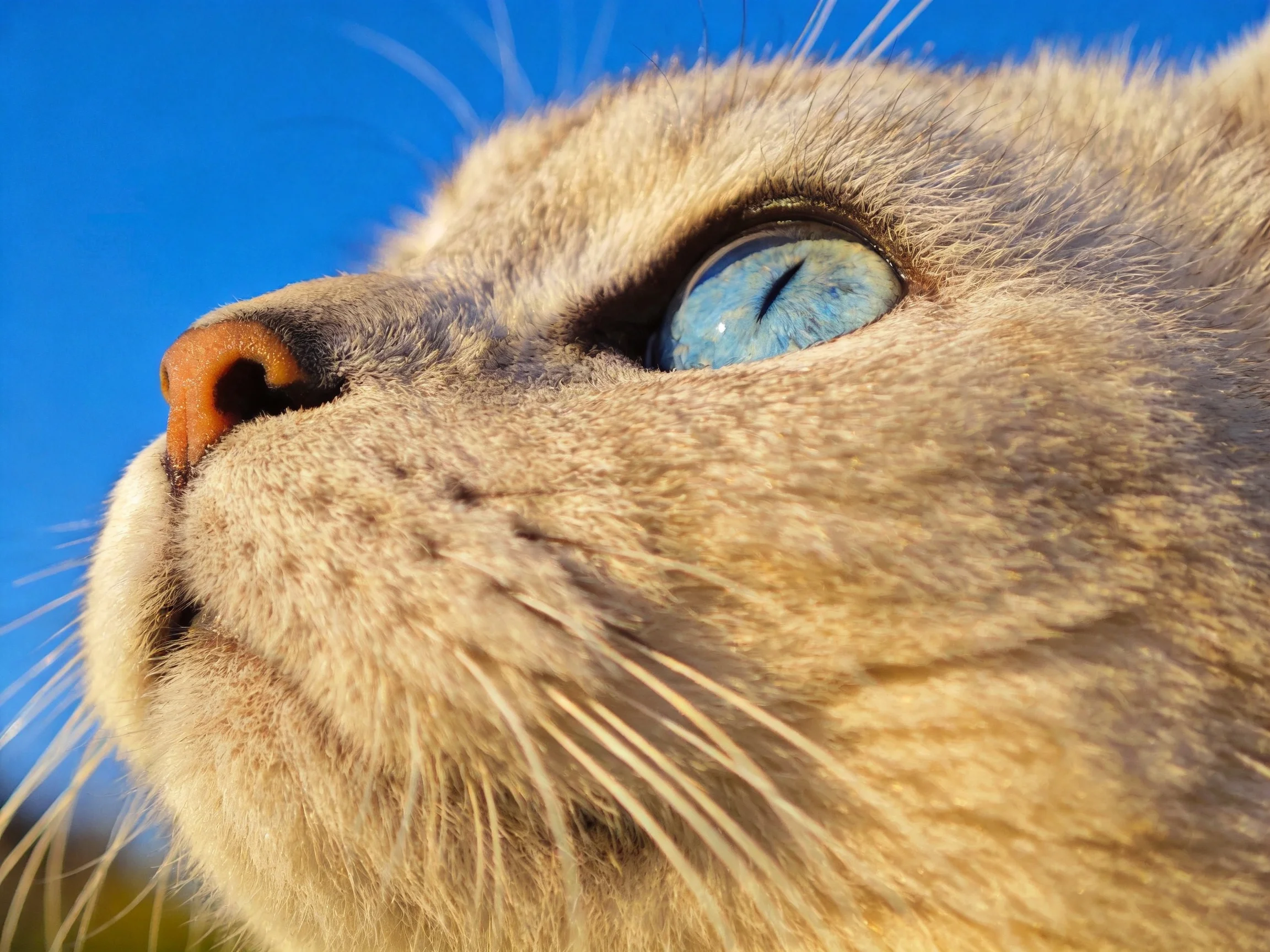 A cat with a vivid blue eye gazes upward near a clear blue sky.