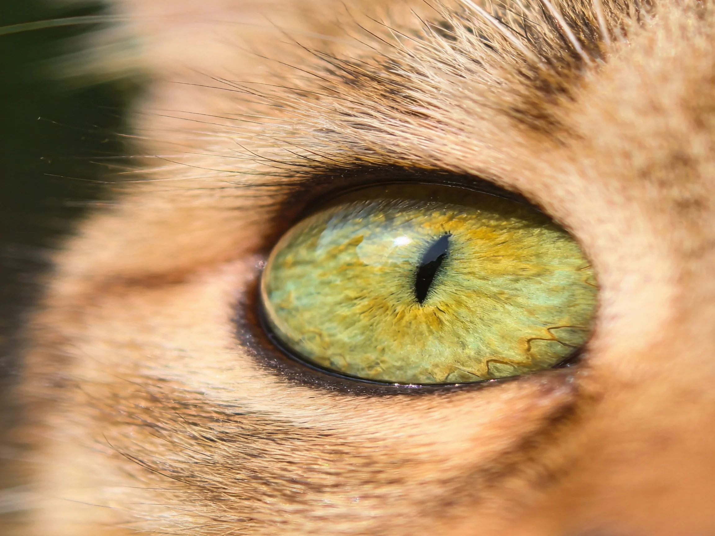 A close - up reveals a cat’s vivid green eye amid warm brown fur.