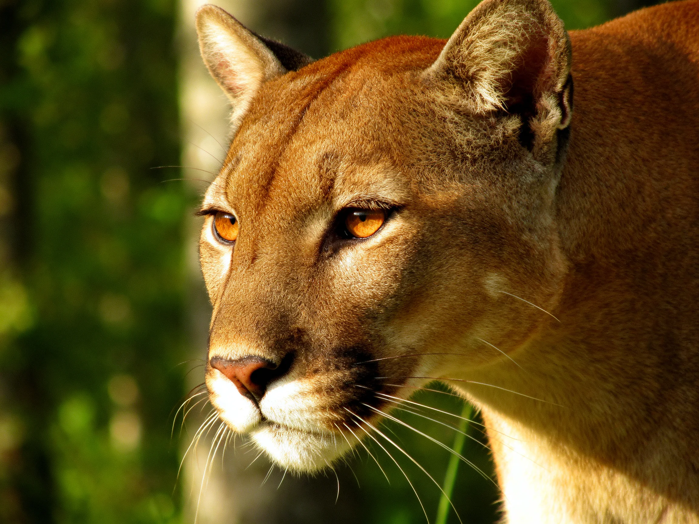 A mountain lion with amber eyes is shown in a sunlit forest.