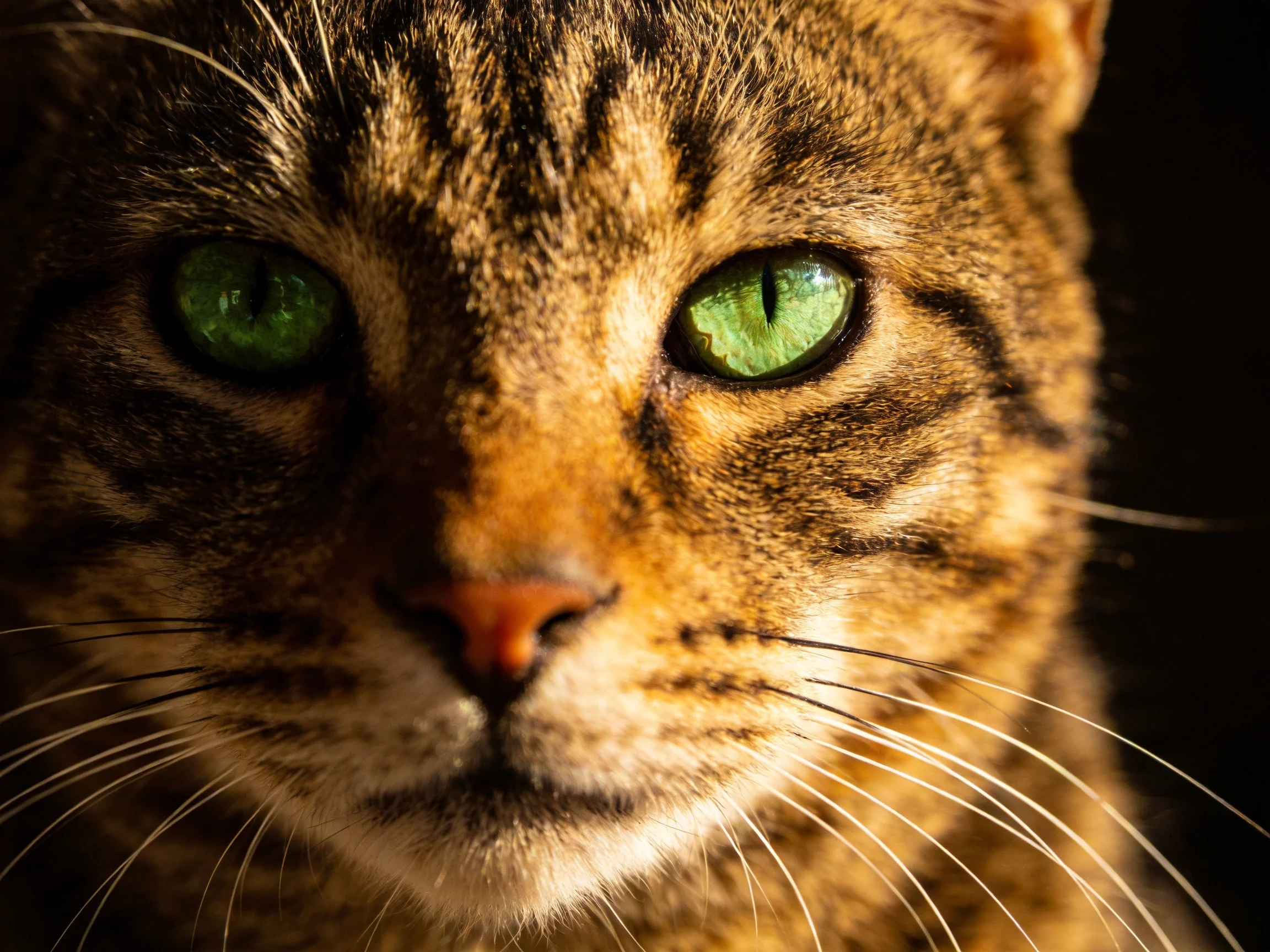 Close - up of a tabby cat showcasing vivid green eyes