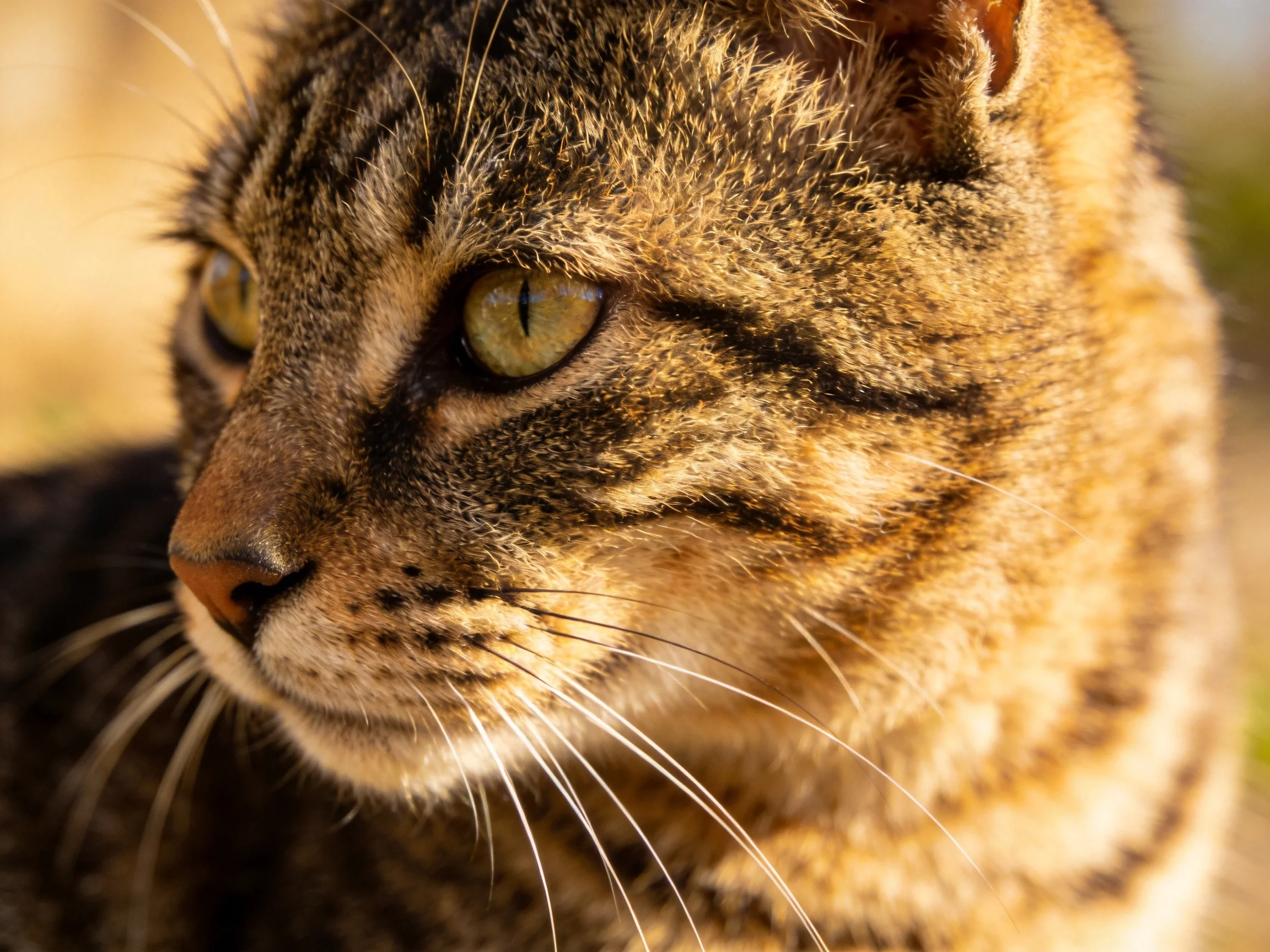Close - up of a tabby cat with earthy brown and black striped fur