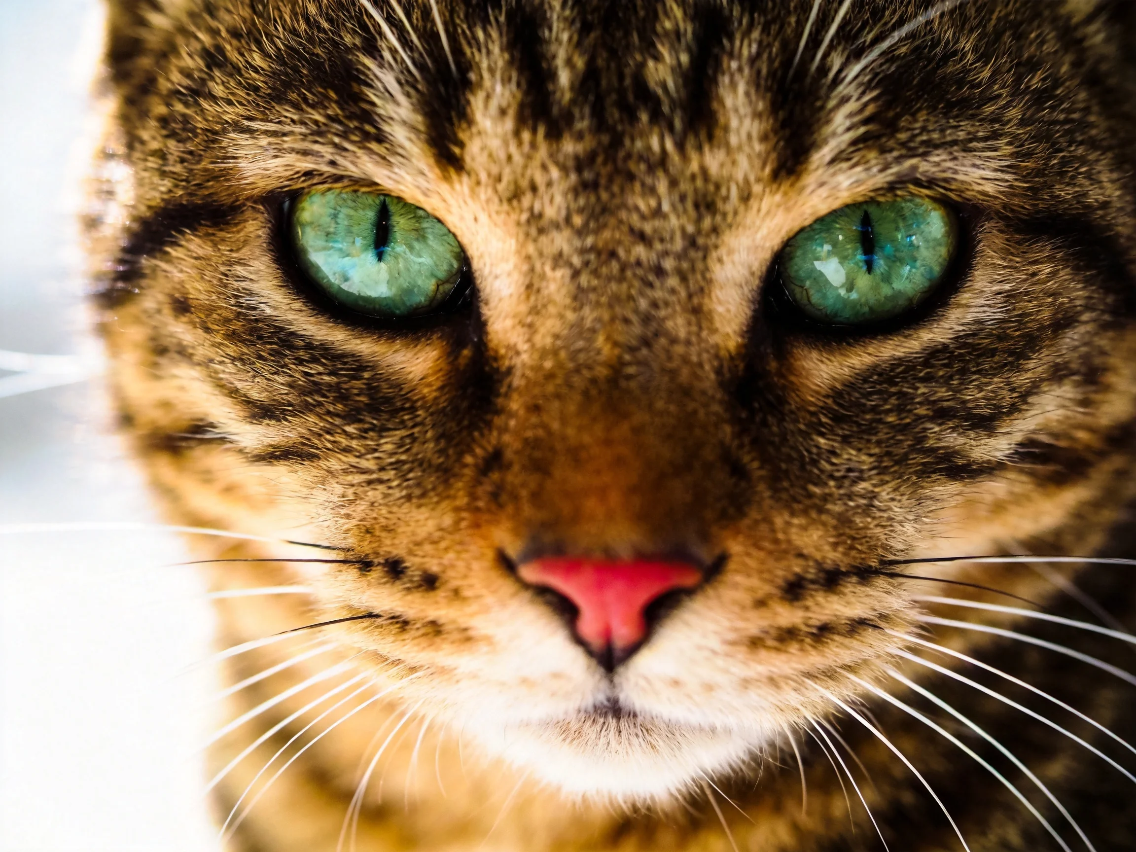 A close - up view of a tabby cat with green eyes.