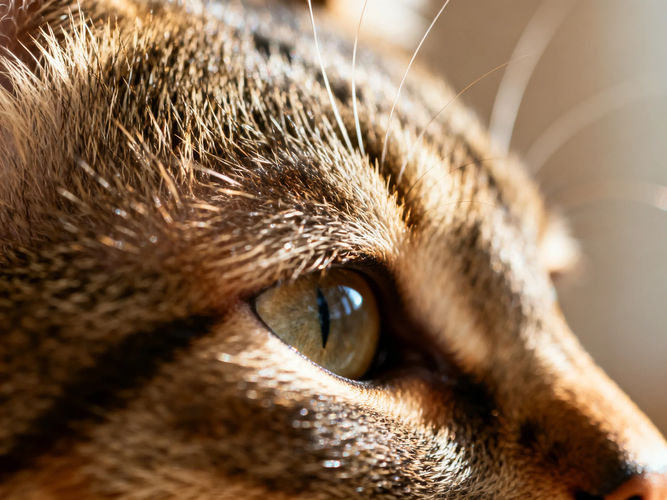 Close - up of a tabby cat’s face with brown and black striped fur