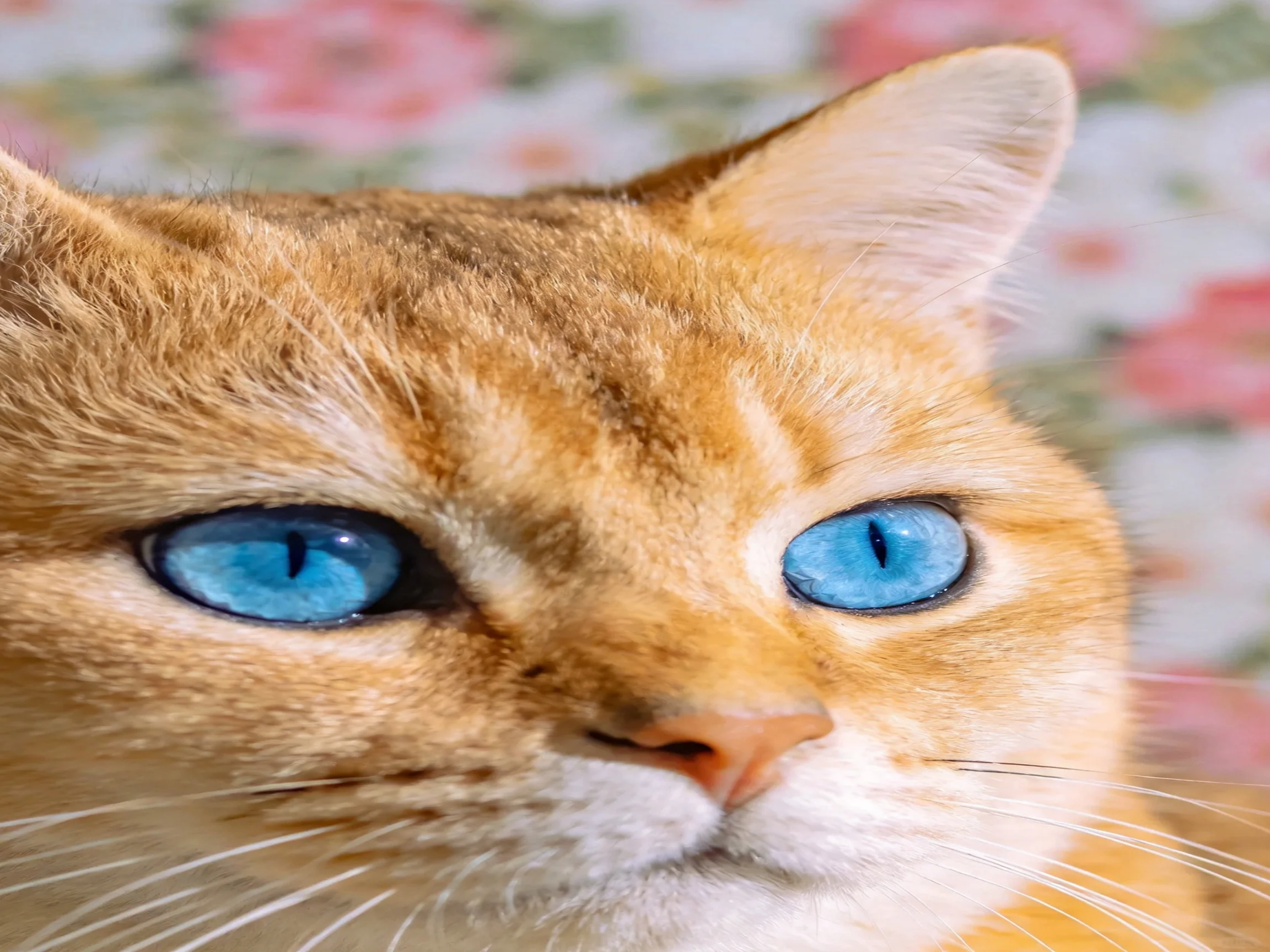 A close - up of an orange cat with blue eyes is shown near a floral backdrop.