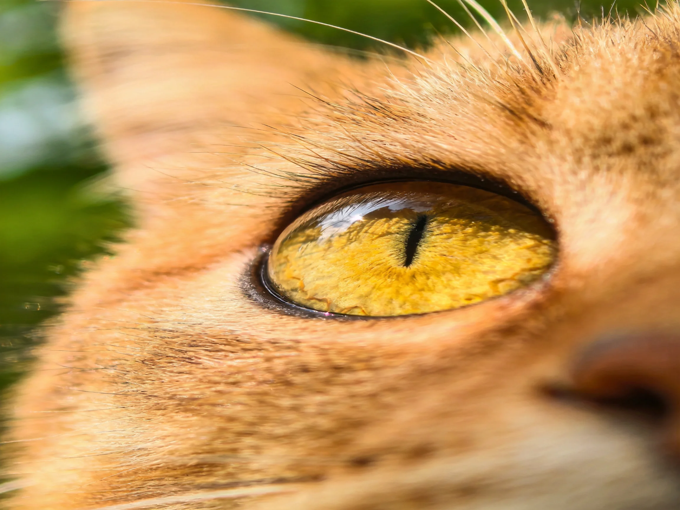 A close - up shows an orange cat’s bright yellow eye with a distinct vertical pupil.