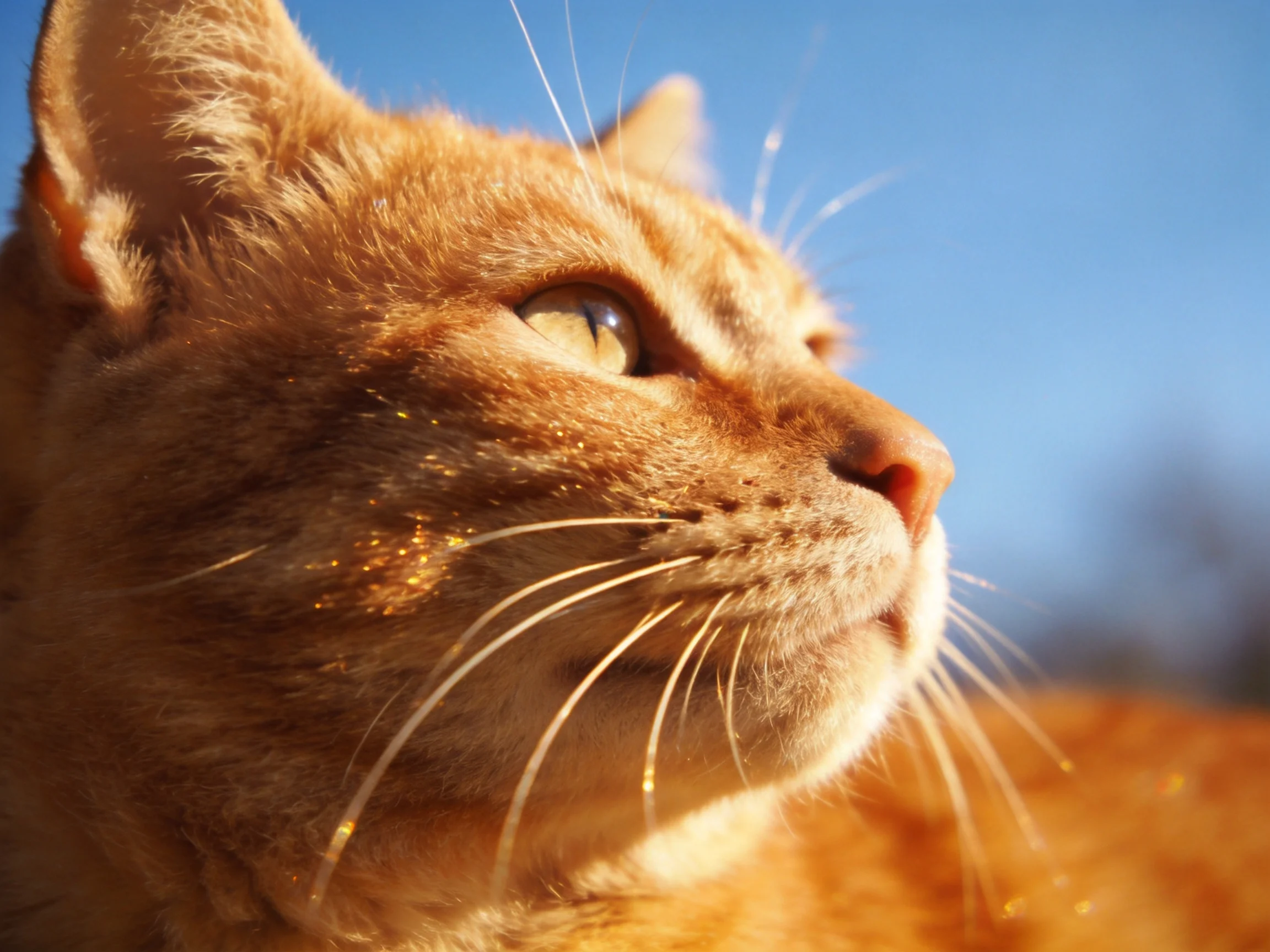 A close - up shows an orange tabby cat near a blue sky.