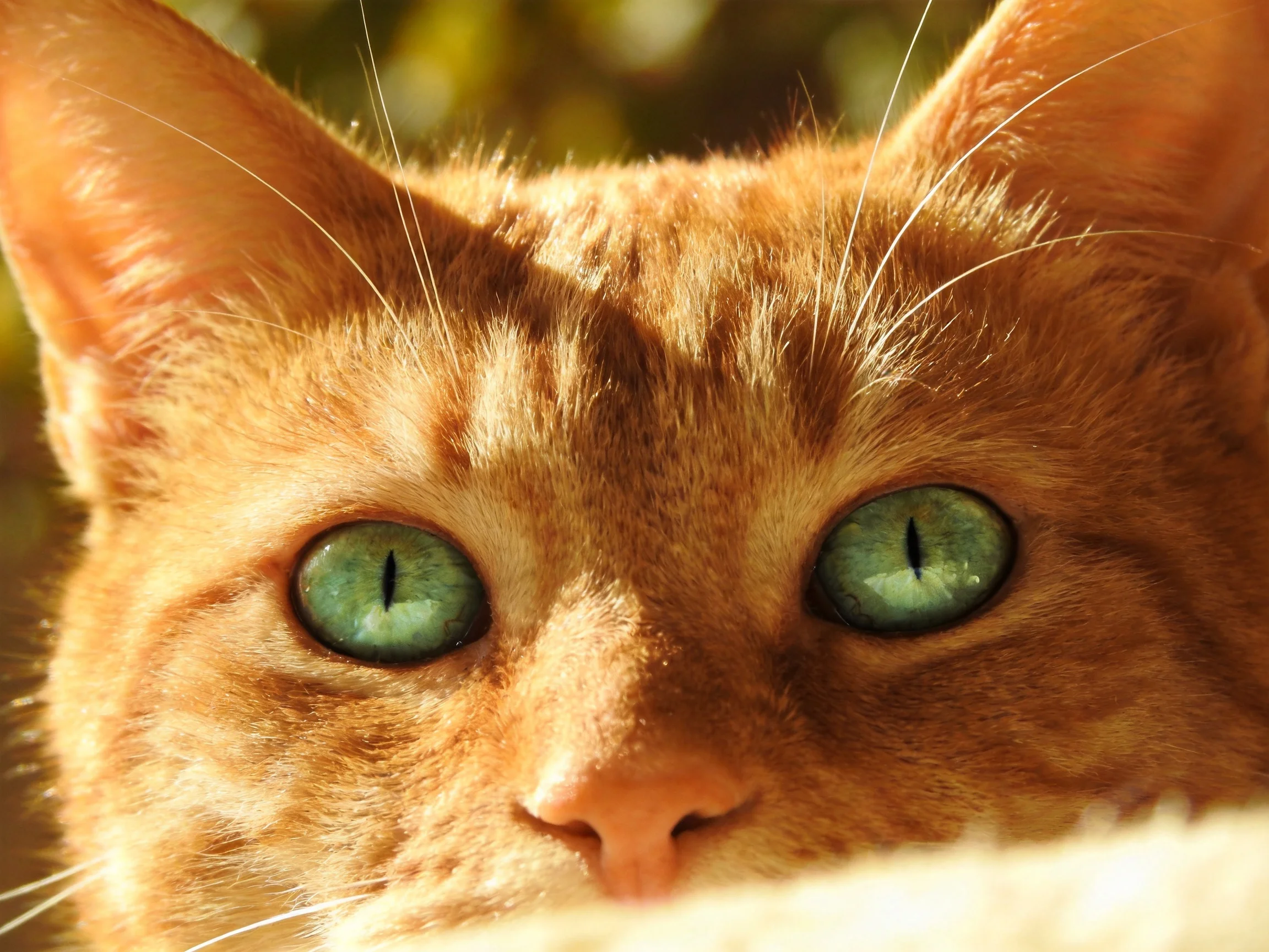 A close - up focuses on an orange tabby cat with bright green eyes.