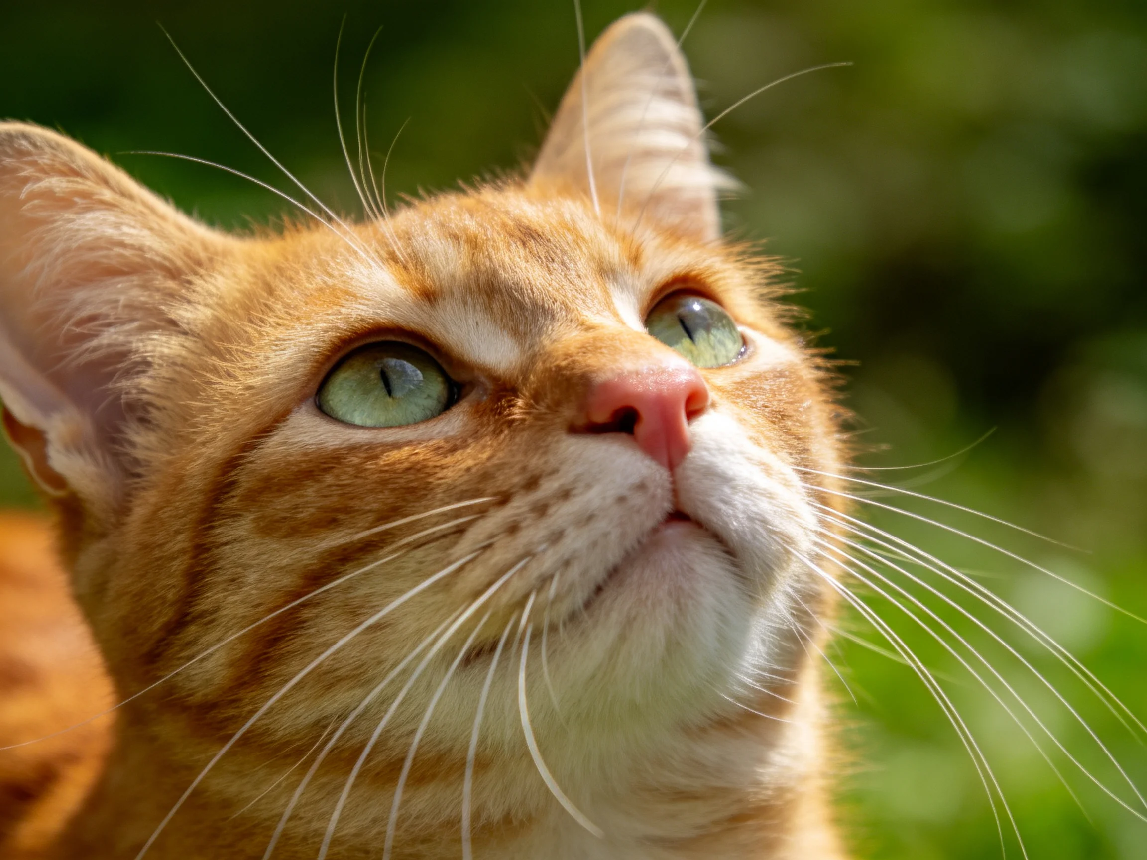 Orange tabby cat gazes upward with bright green eyes in a sunlit outdoor setting