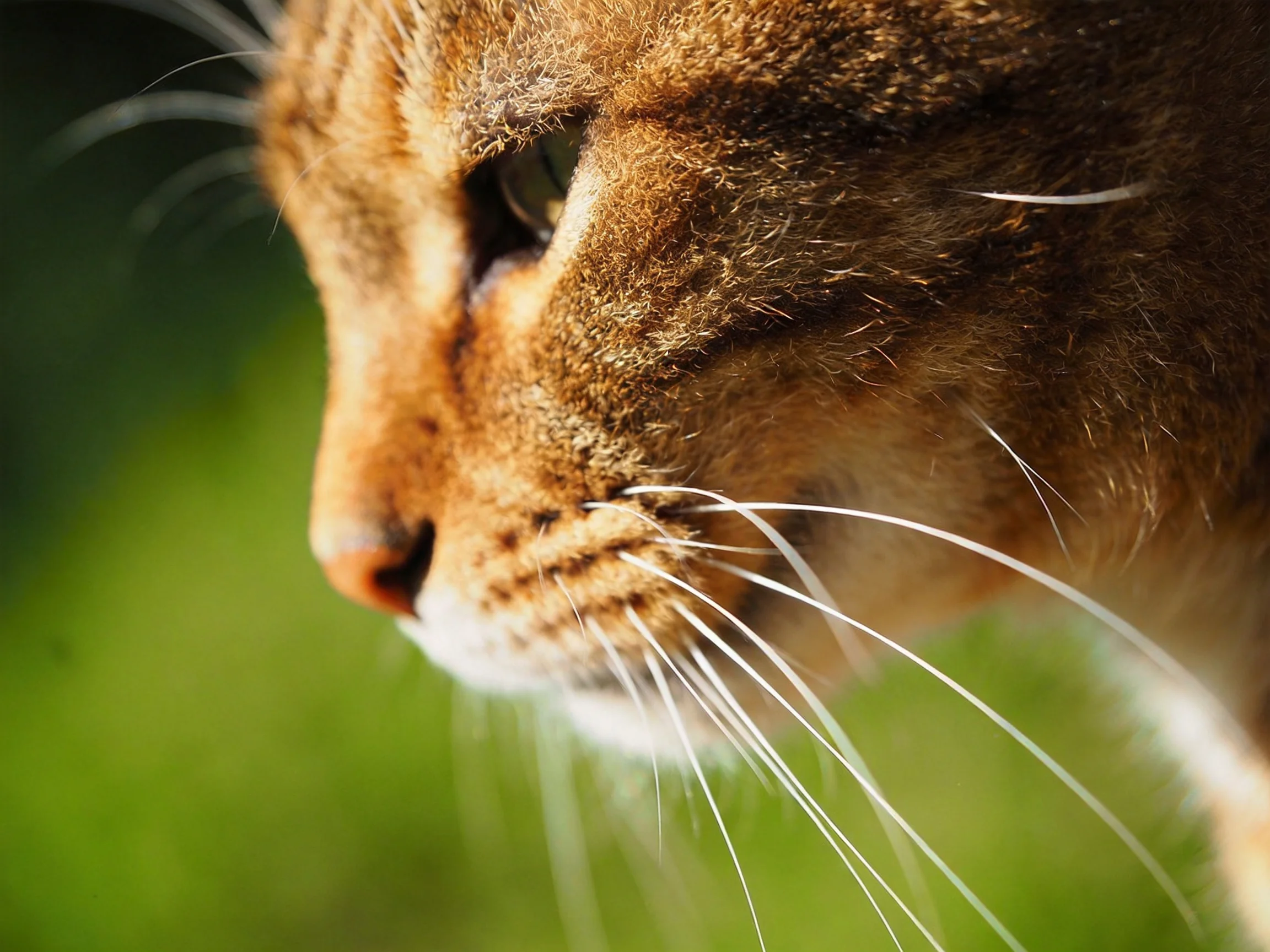 A close - up displays an orange tabby cat with long whiskers against a blurred green backdrop.