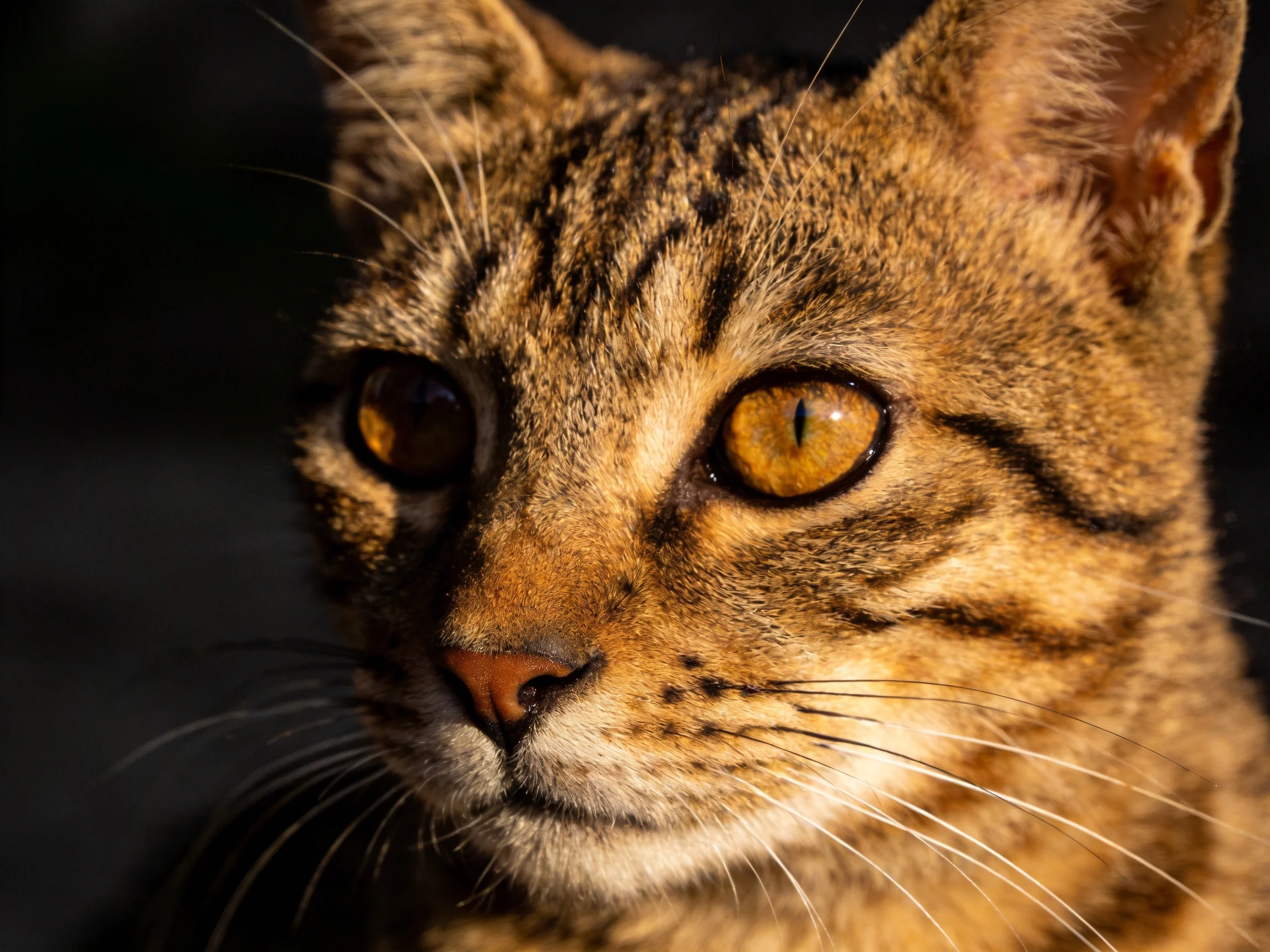 A close - up shows a brown tabby cat with bright amber eyes.