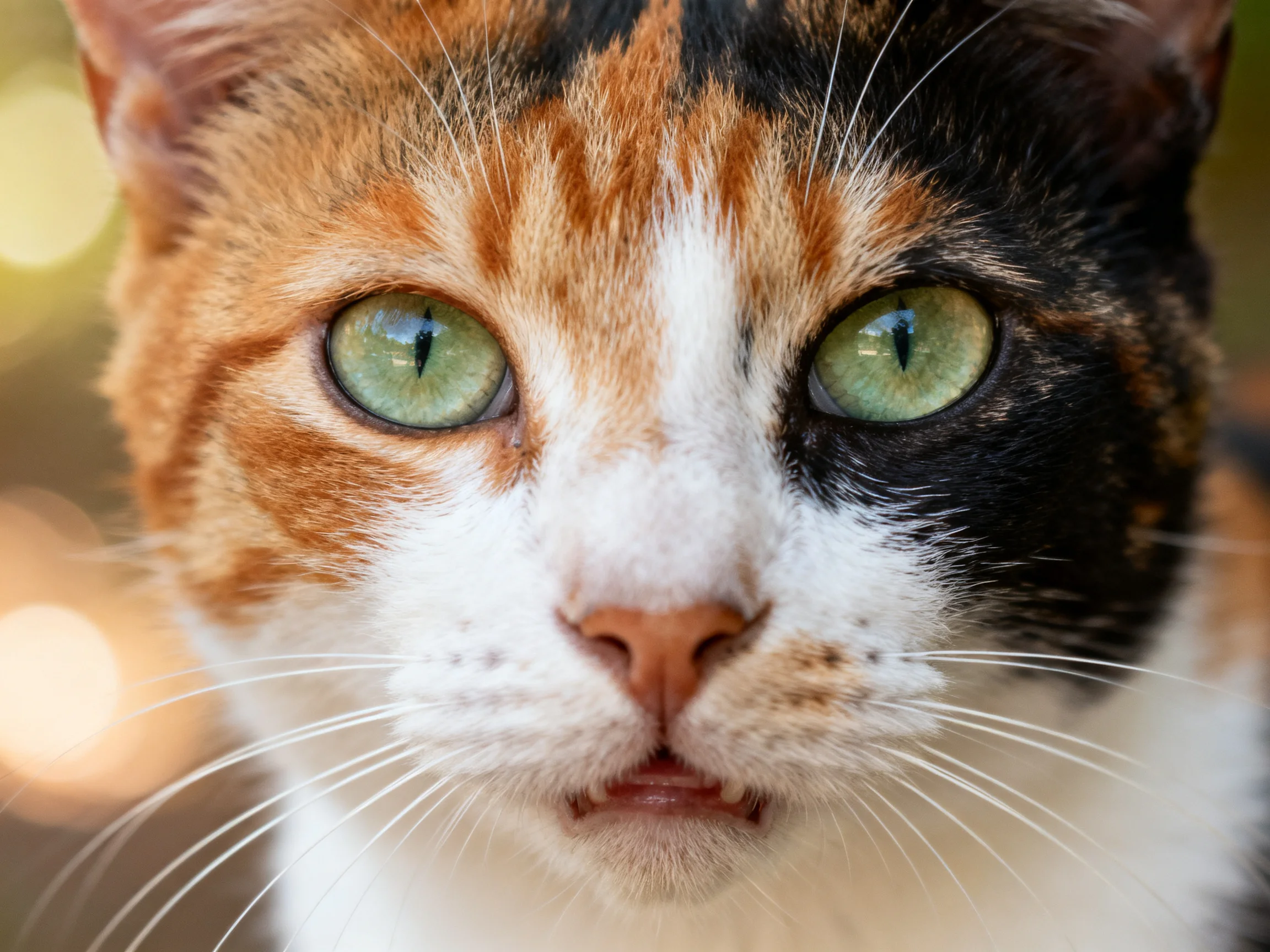 A close - up view of a calico cat displays its vibrant fur and green eyes.