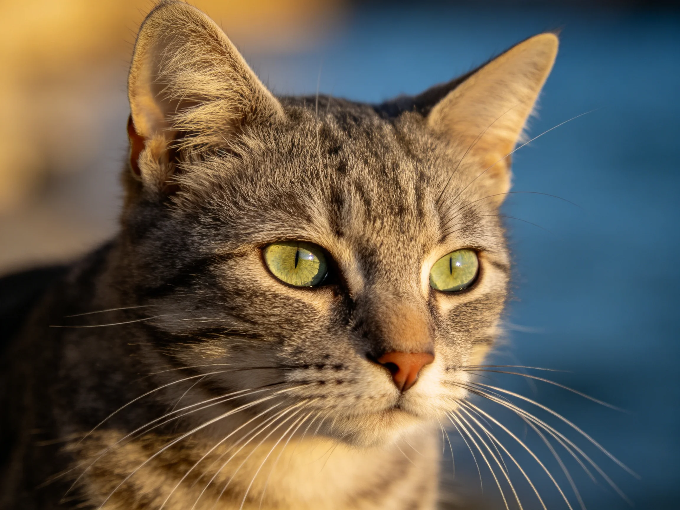 A gray tabby cat with bright green eyes is shown in a close-up photograph.