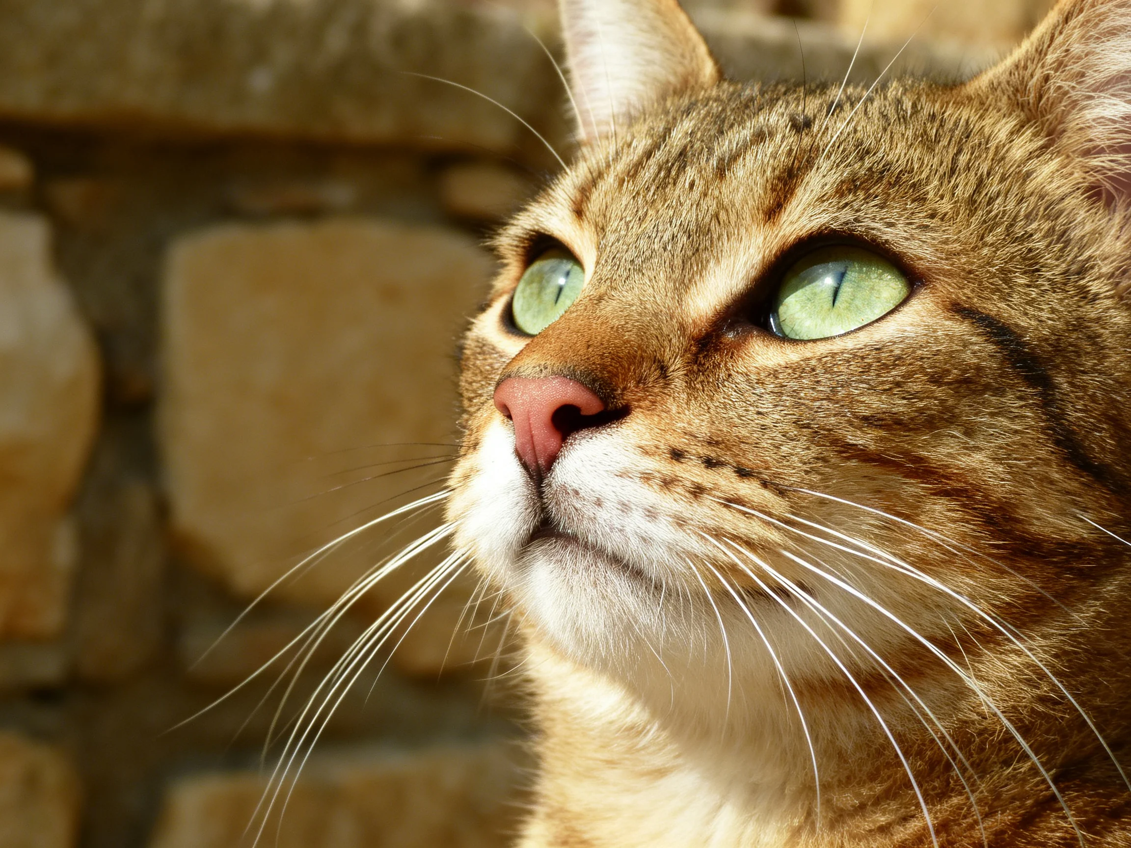 A tabby cat with bright green eyes gazes toward a stone wall.