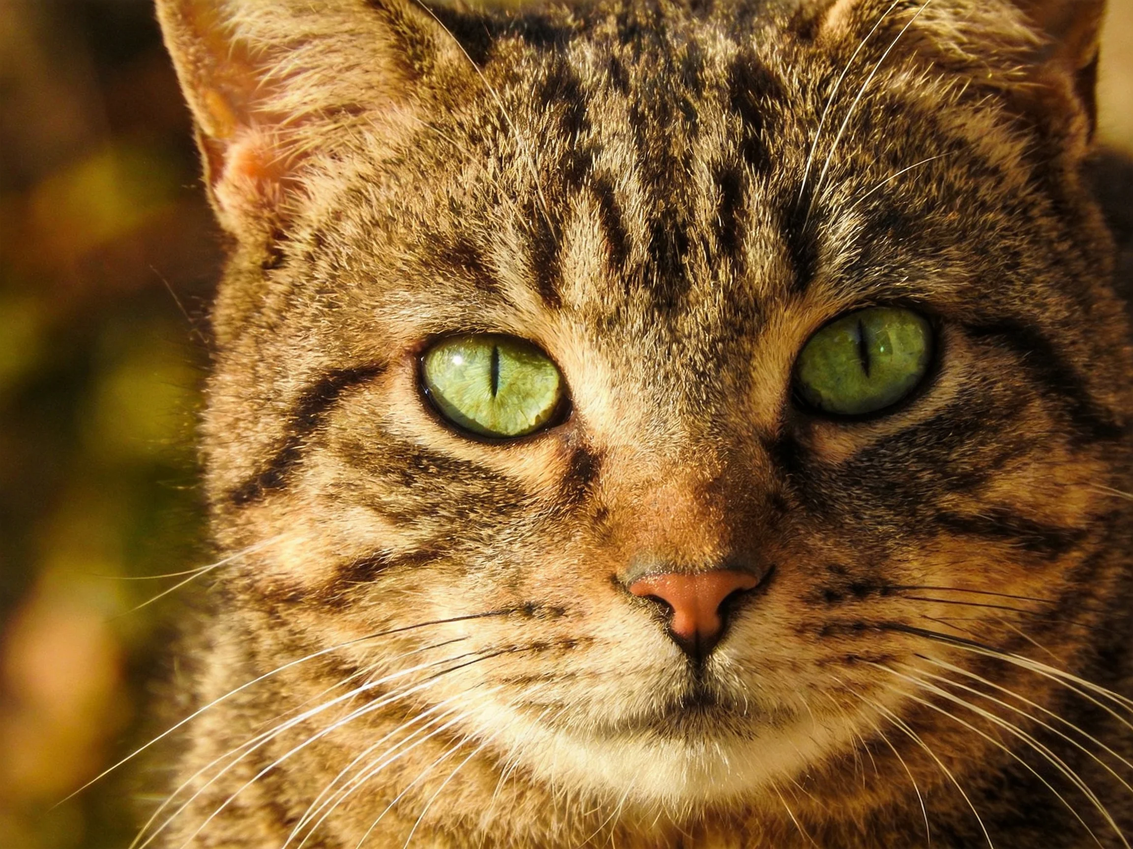 A close-up of a tabby cat with vivid green eyes highlights its facial features.