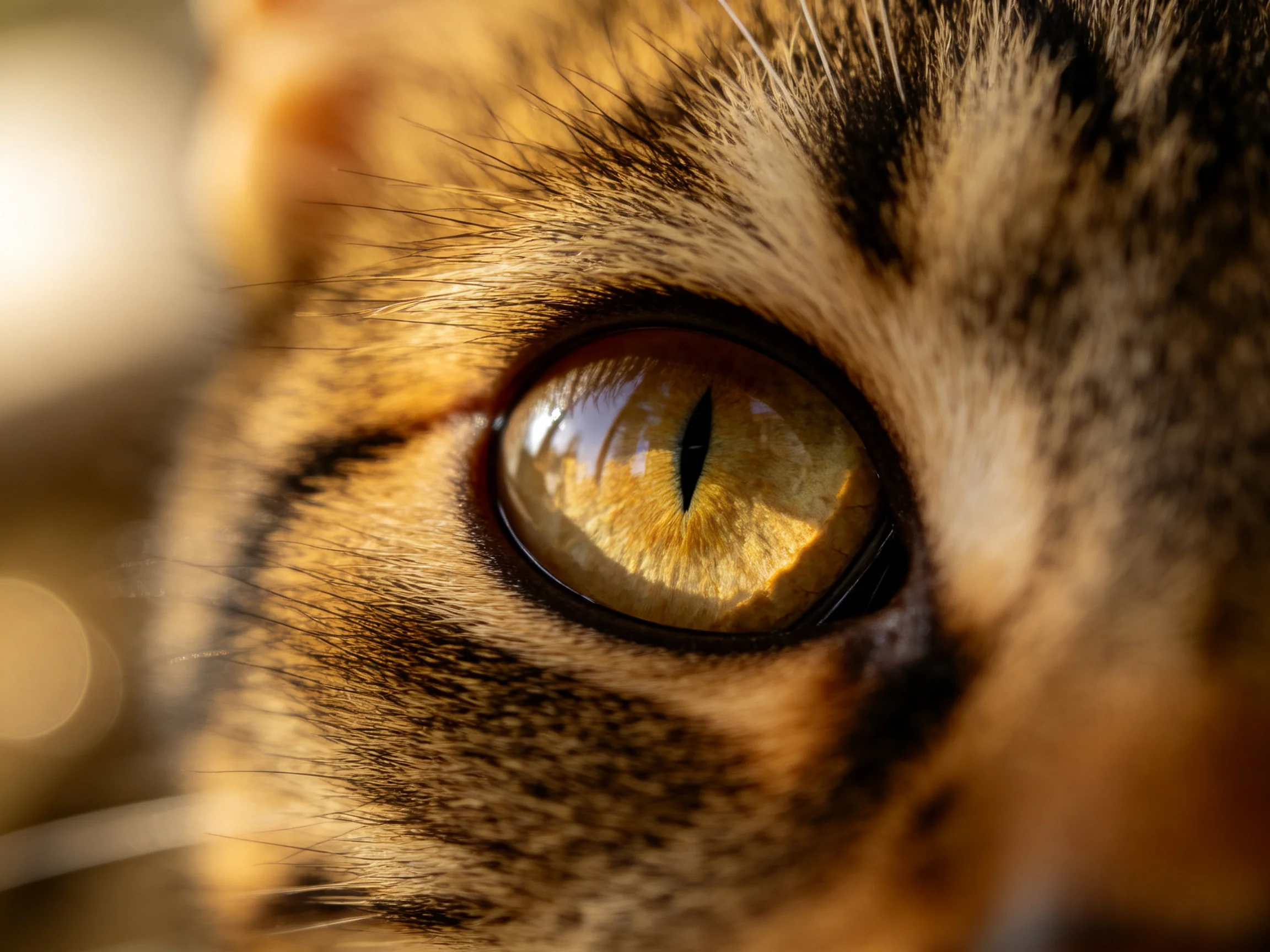 A close - up highlights a tabby cat’s golden eye with detailed fur.