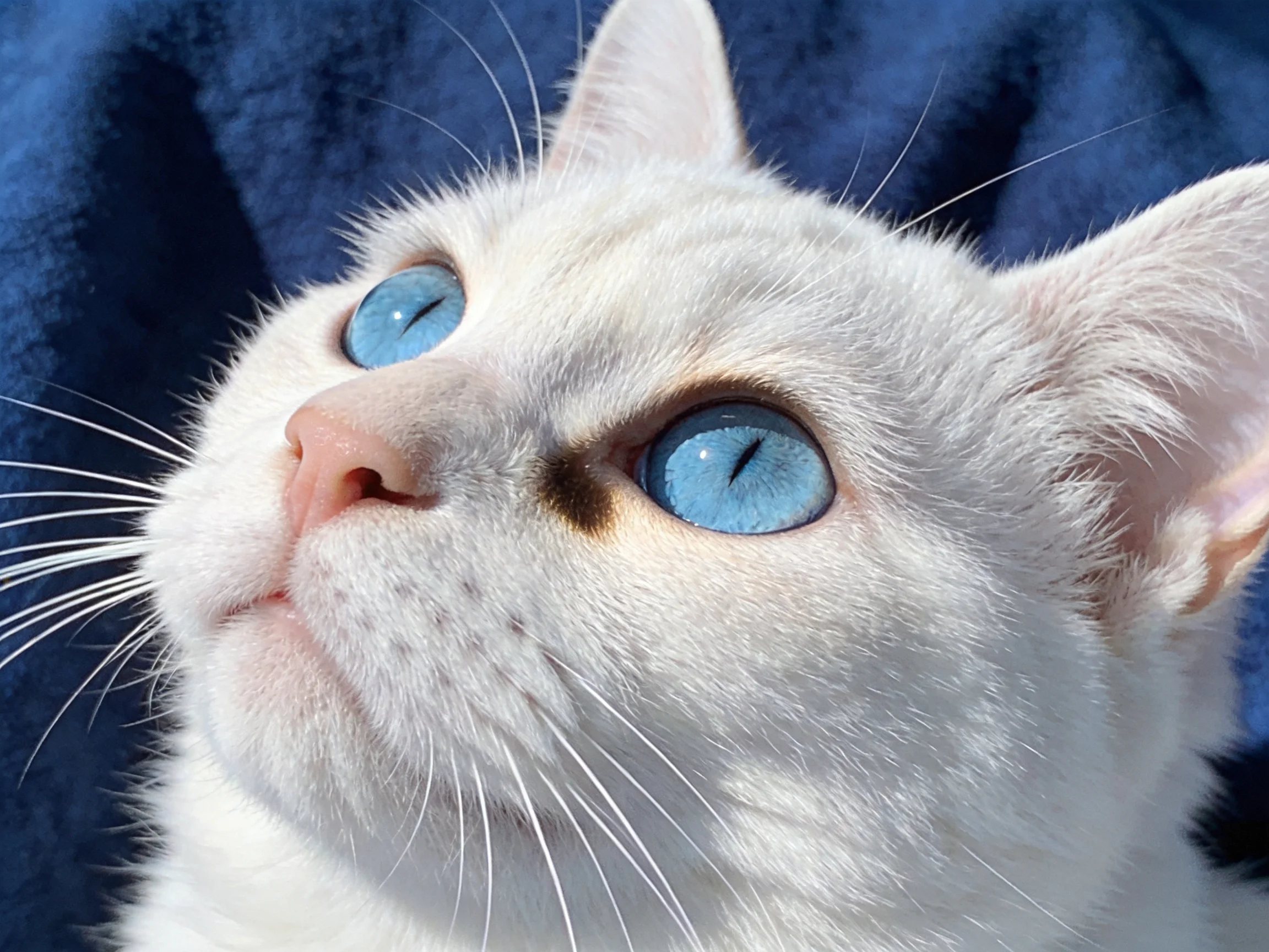 A white cat with blue eyes is near a dark blue fabric.