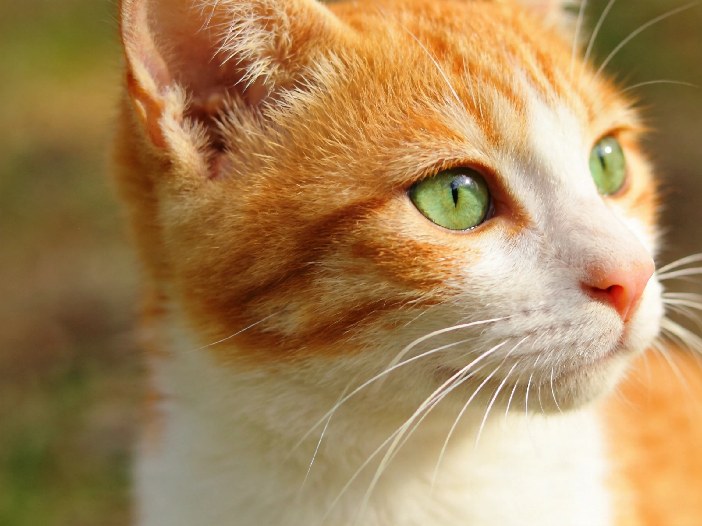 An orange and white cat looks attentively outdoors.