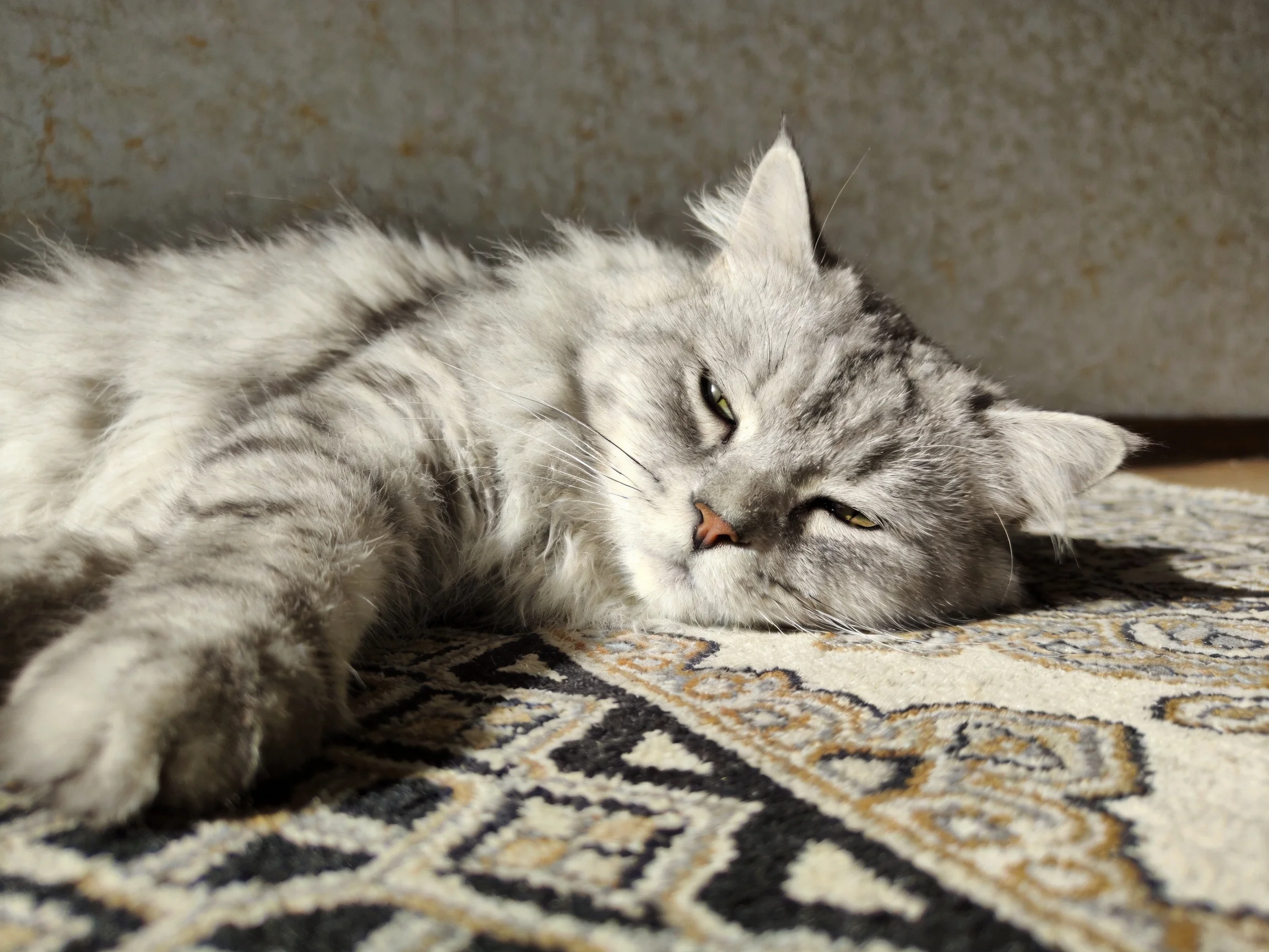 Fluffy gray cat lounging on ornate patterned rug near a wall