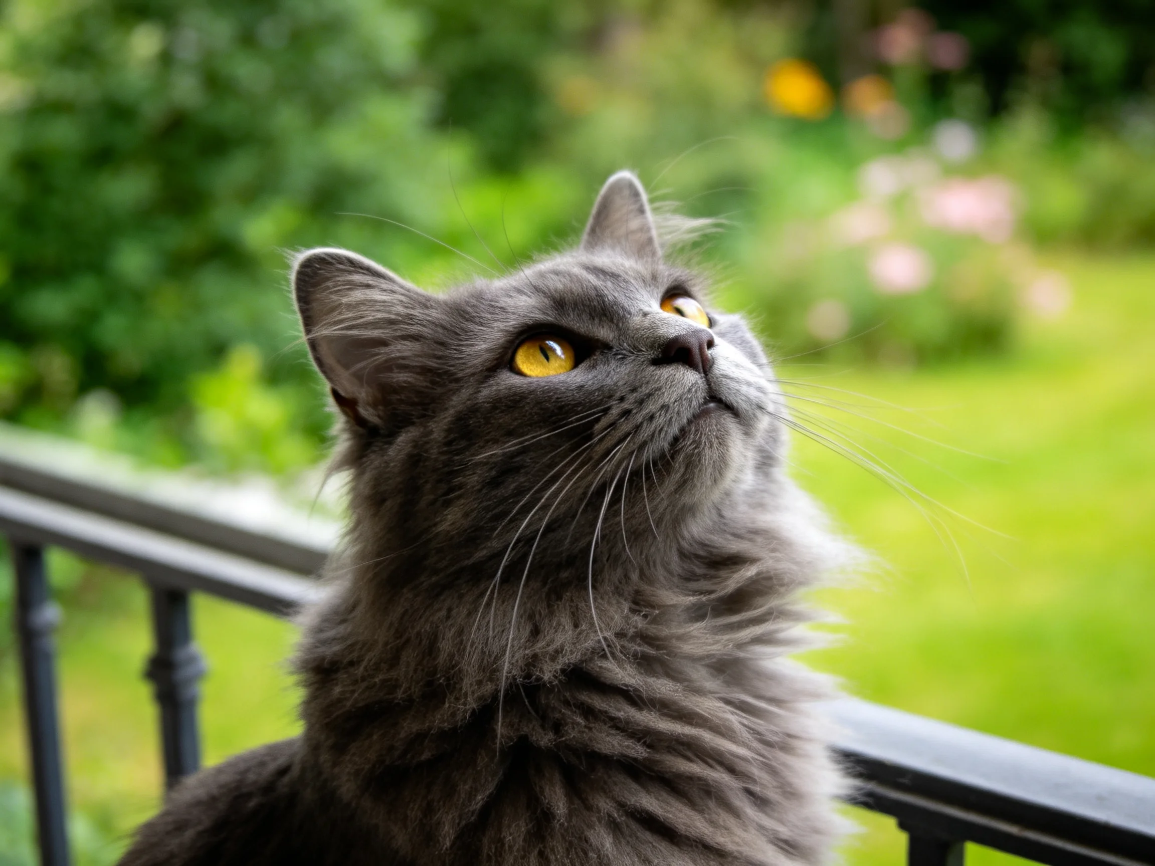 A fluffy gray cat looks upward near a black railing in a garden
