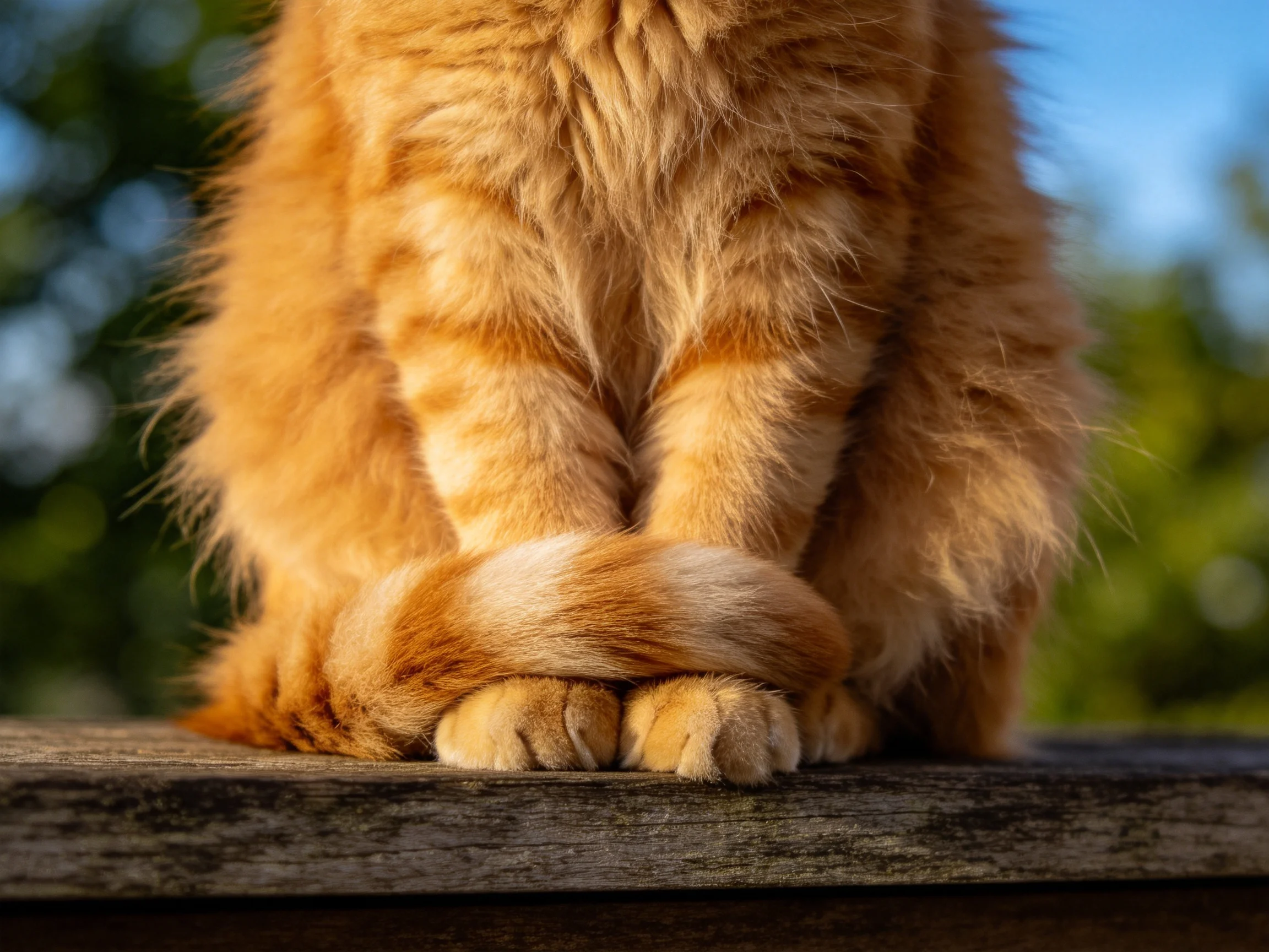 A fluffy orange tabby cat sits with paws wrapped around its curled tail on a wooden surface.