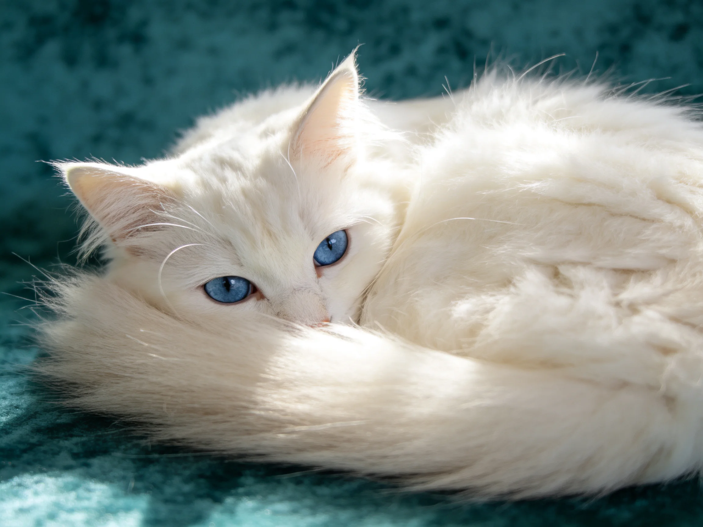 A fluffy white cat with blue eyes curls on a teal fabric surface.