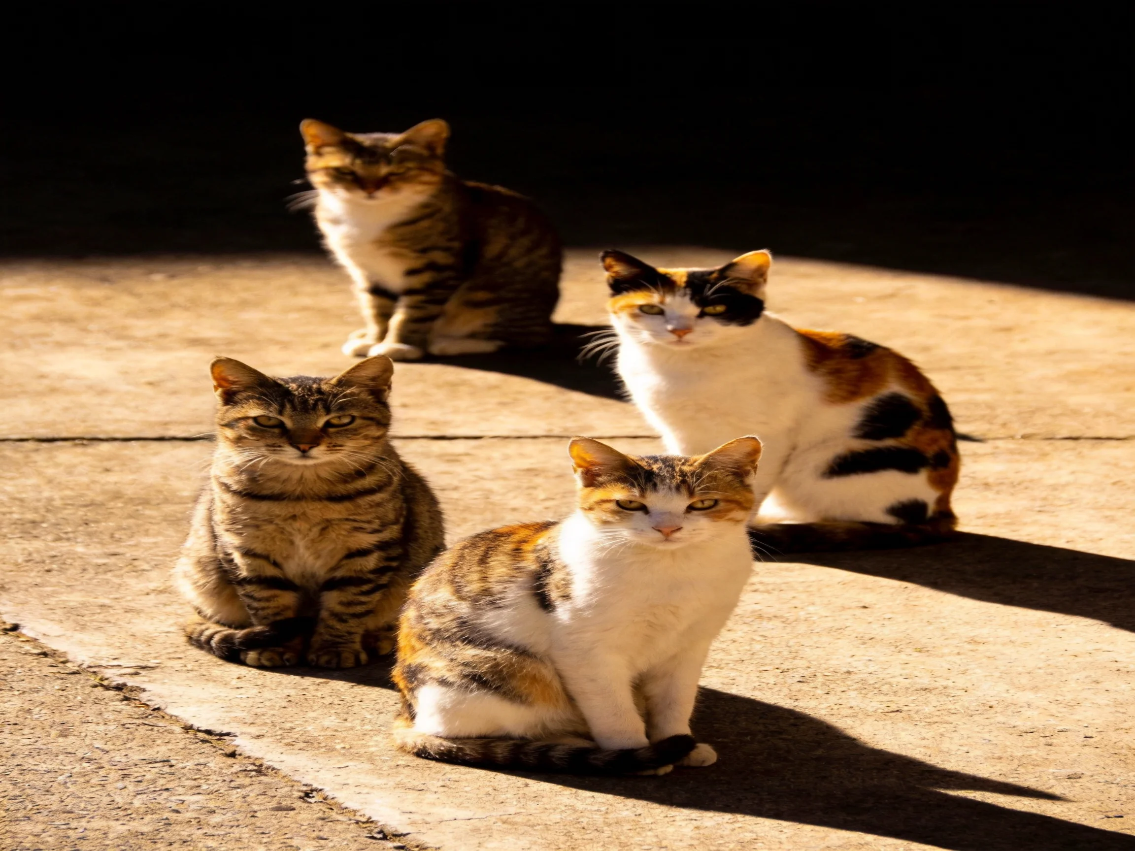 Four cats of diverse colors resting on a sunlit concrete area