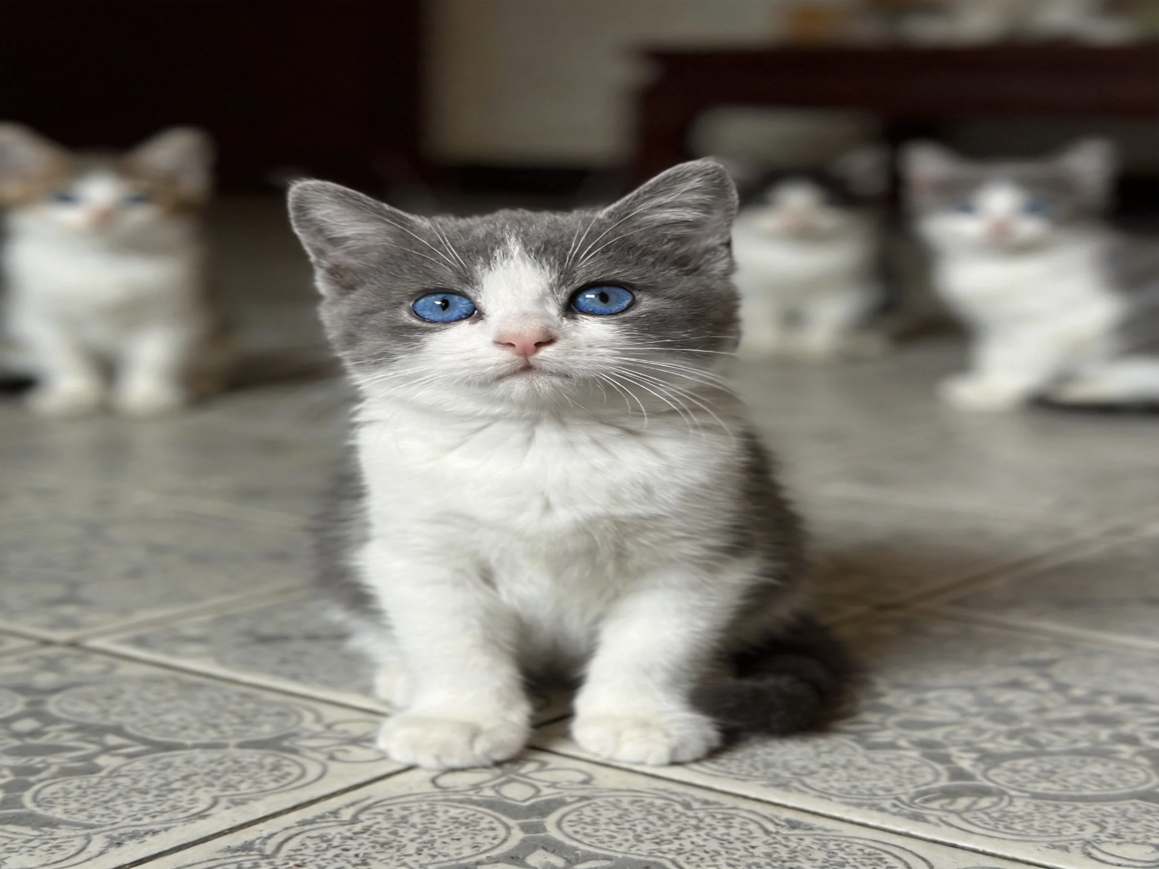 Four gray-and-white kittens with blue eyes on decorative tile flooring