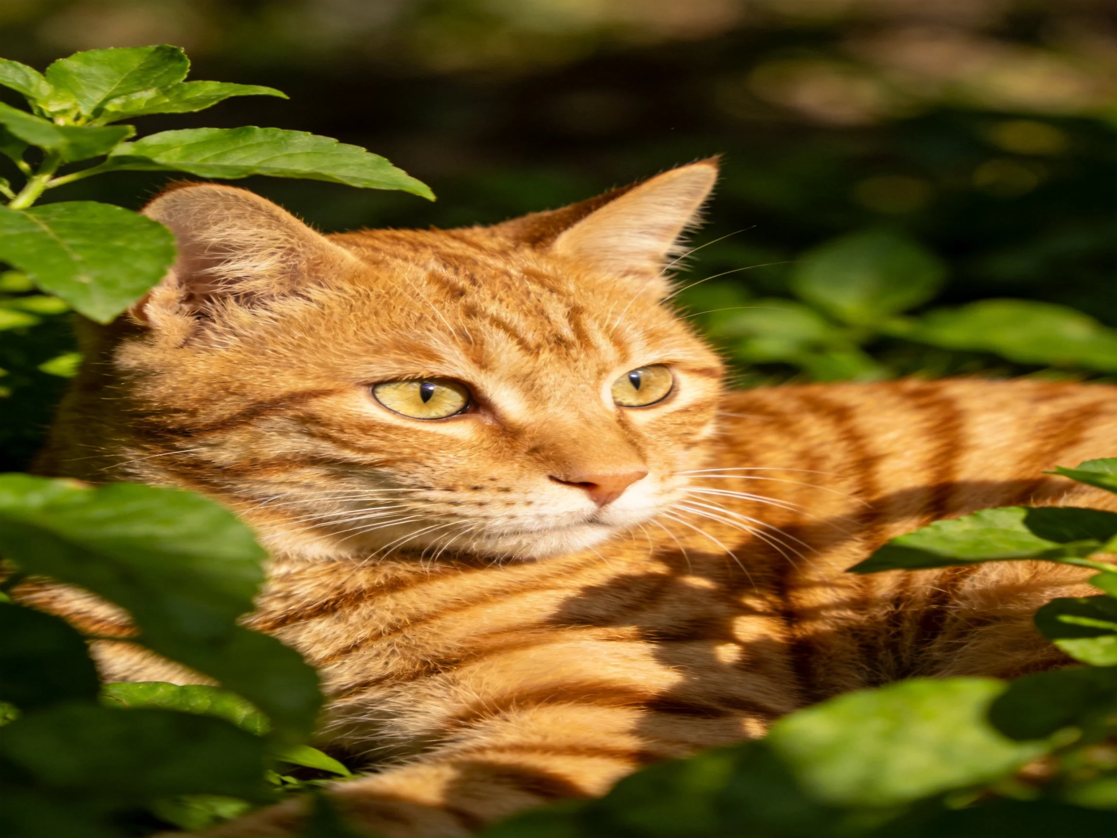 Golden-orange tabby cat resting among dense green foliage under warm sunlight
