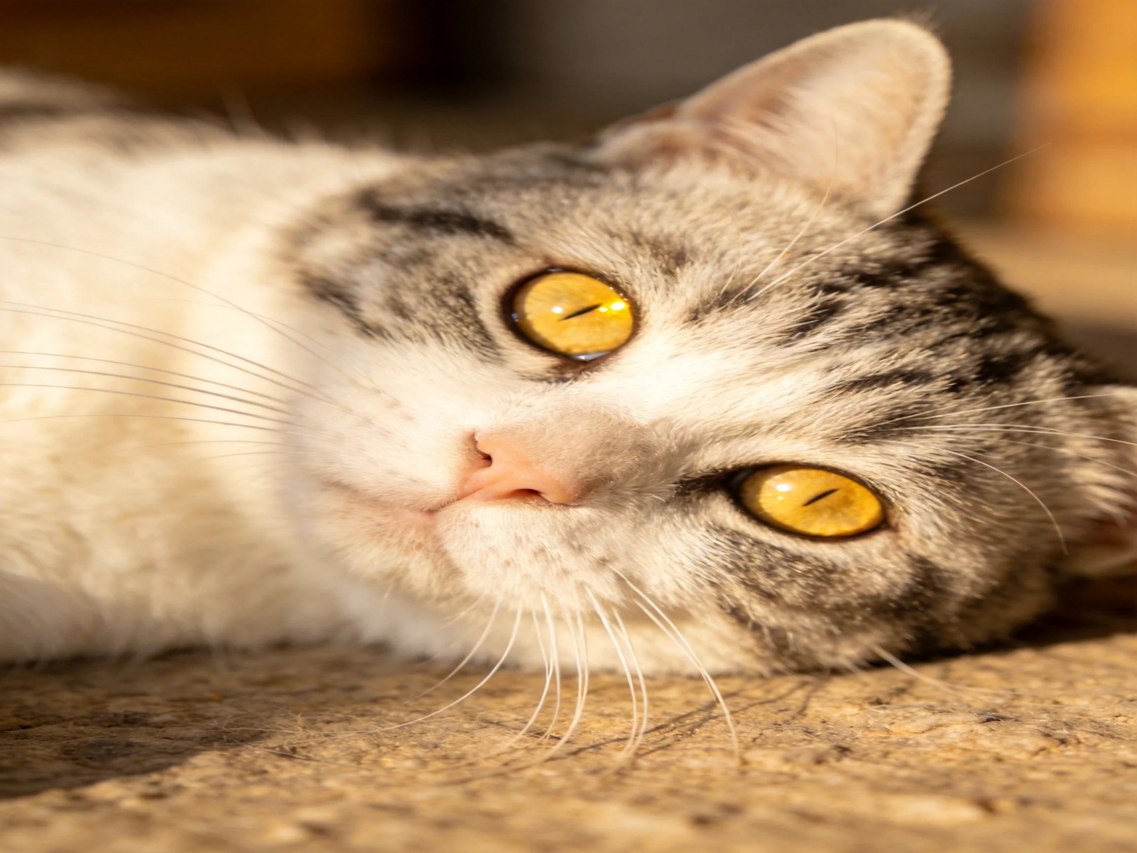 Gray-and-white cat with amber eyes reclining on a textured surface