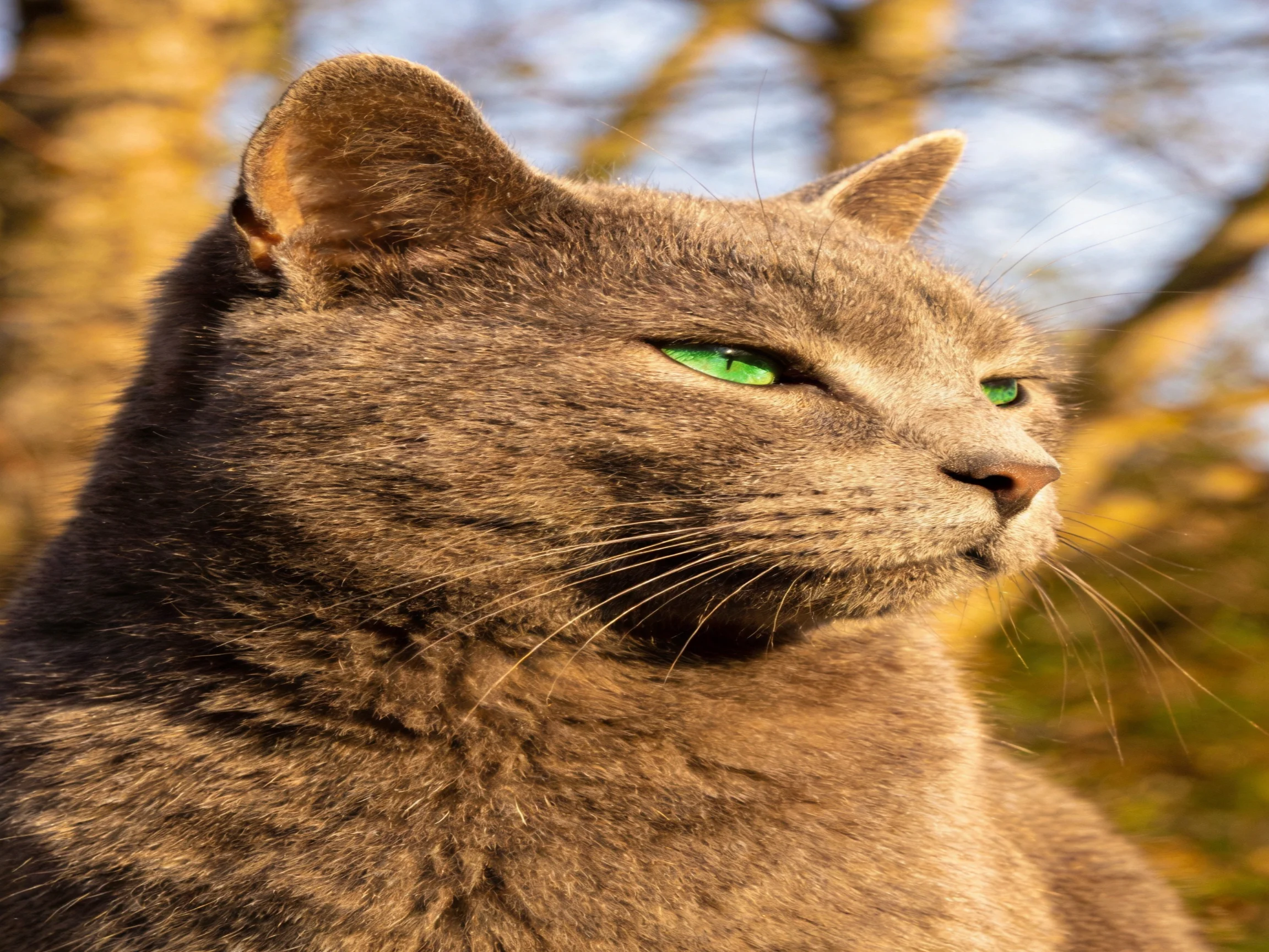 Gray cat with emerald eyes in sunlit woodland