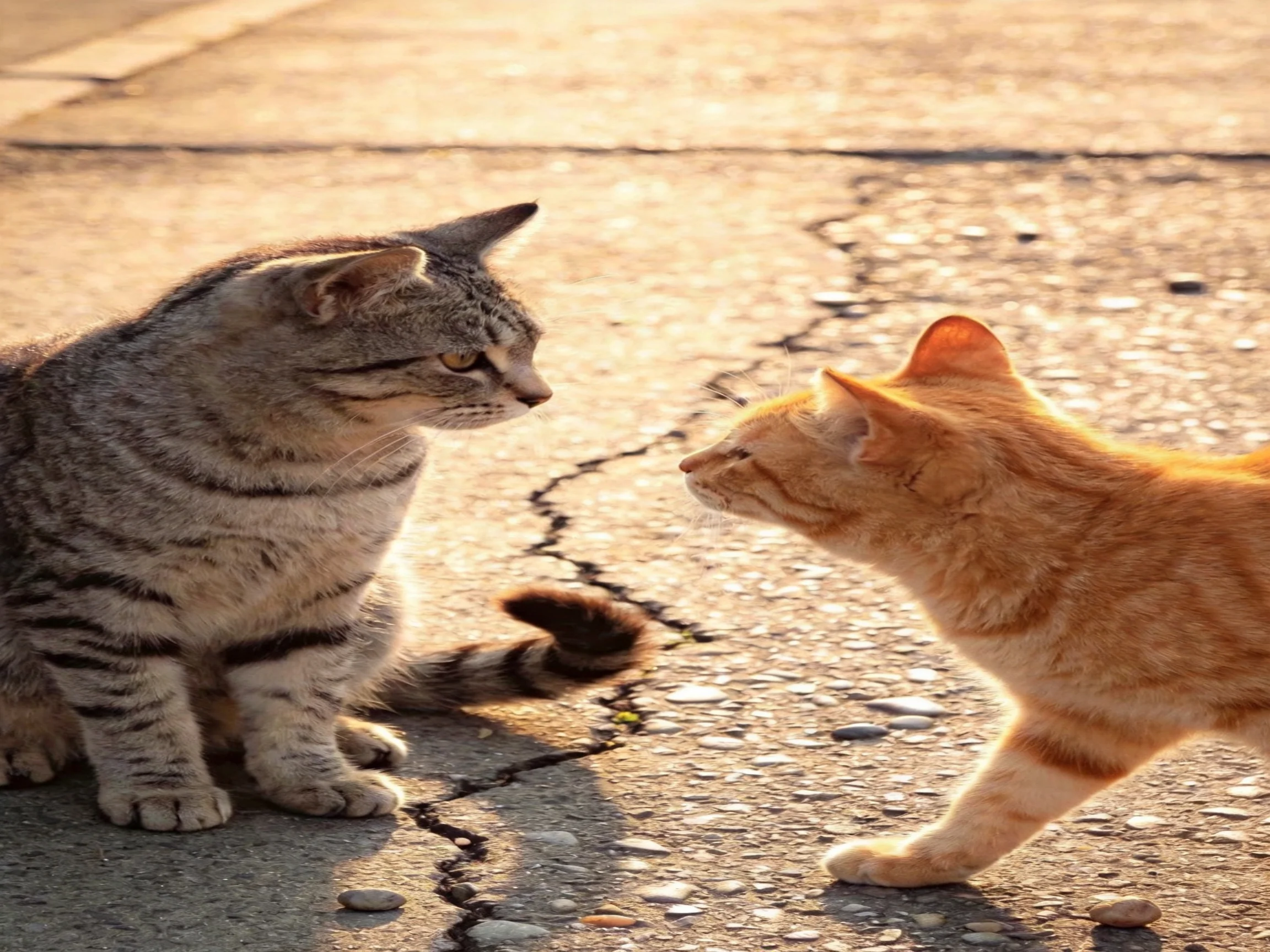 Gray tabby and orange cat interact on cracked pavement under sunlight