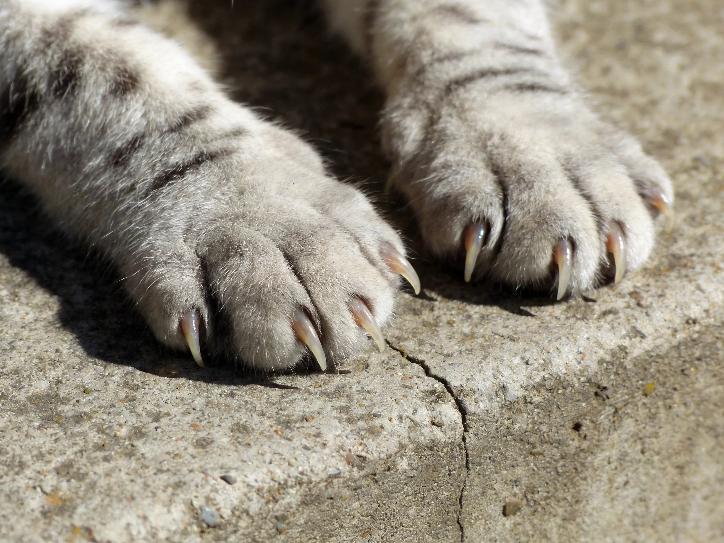 Gray tabby cat paws with extended claws on cracked concrete