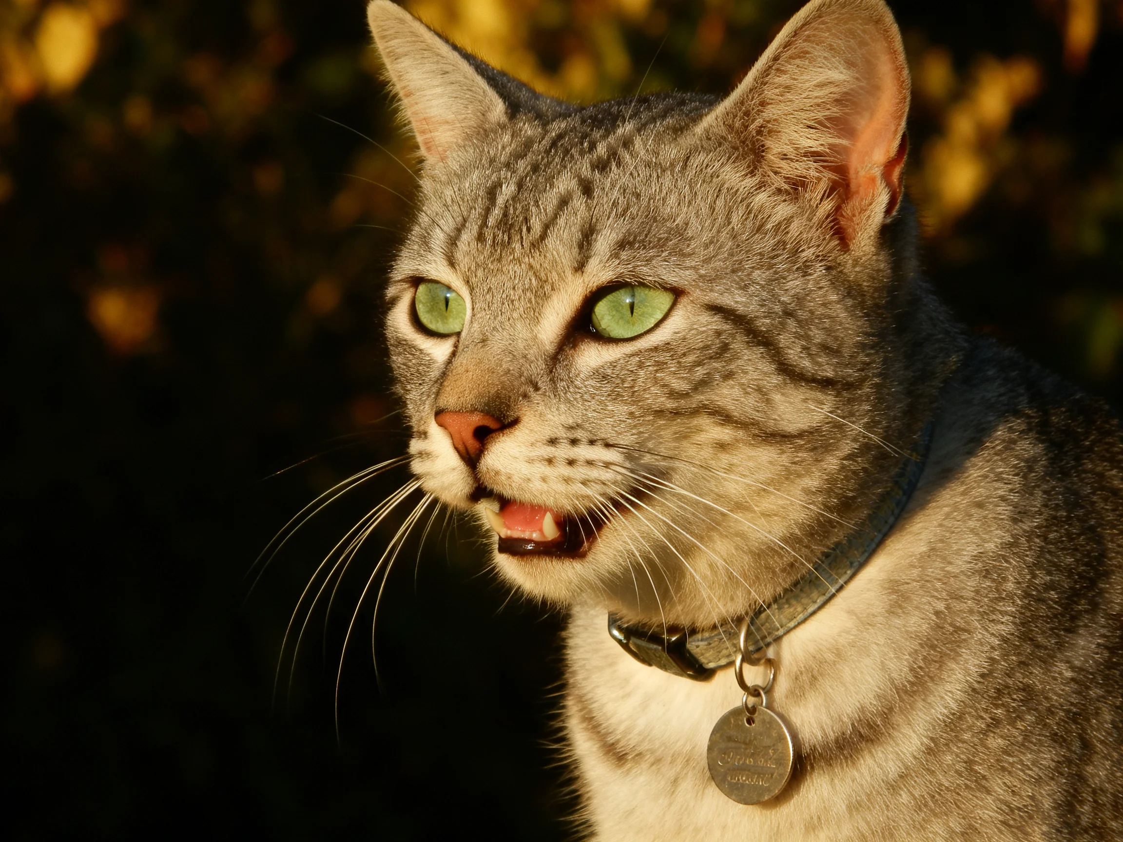 A gray tabby cat with green eyes is outdoors near dark foliage