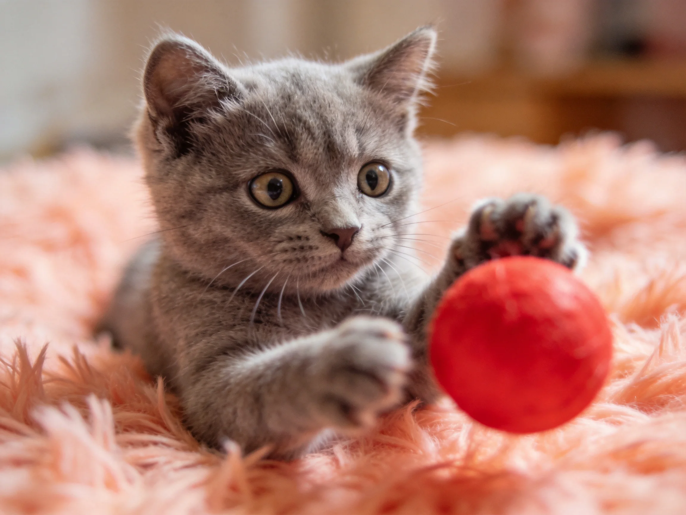 A gray kitten plays with a red ball on a pink blanket.