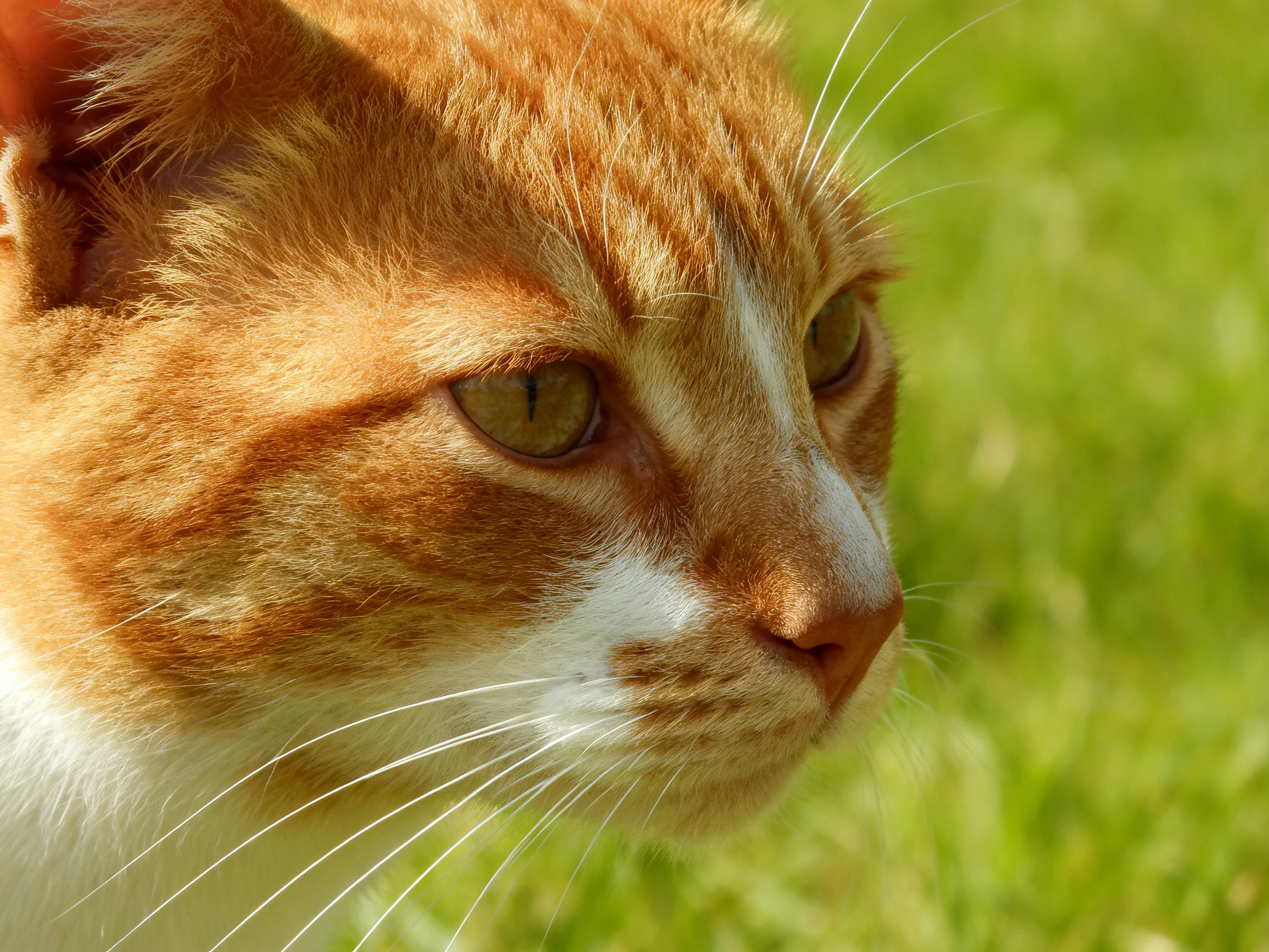 An orange and white cat with green eyes is near green grass.