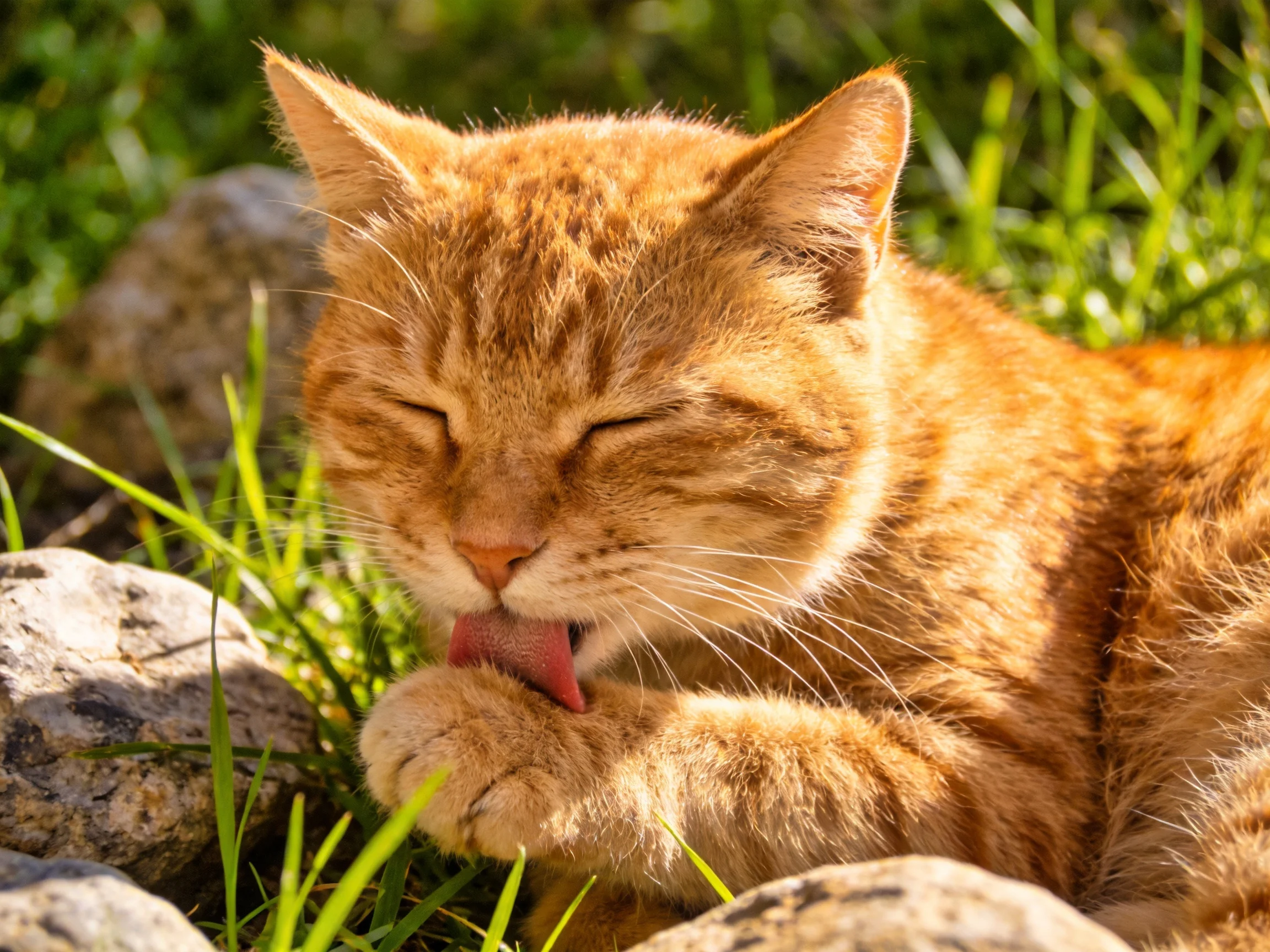 Orange tabby cat grooming near rocks and green grass