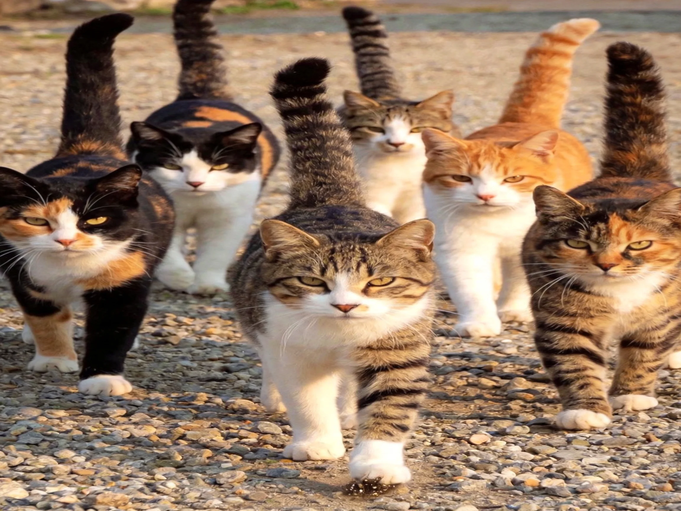 Six cats of assorted colors walk together on a gravel path.