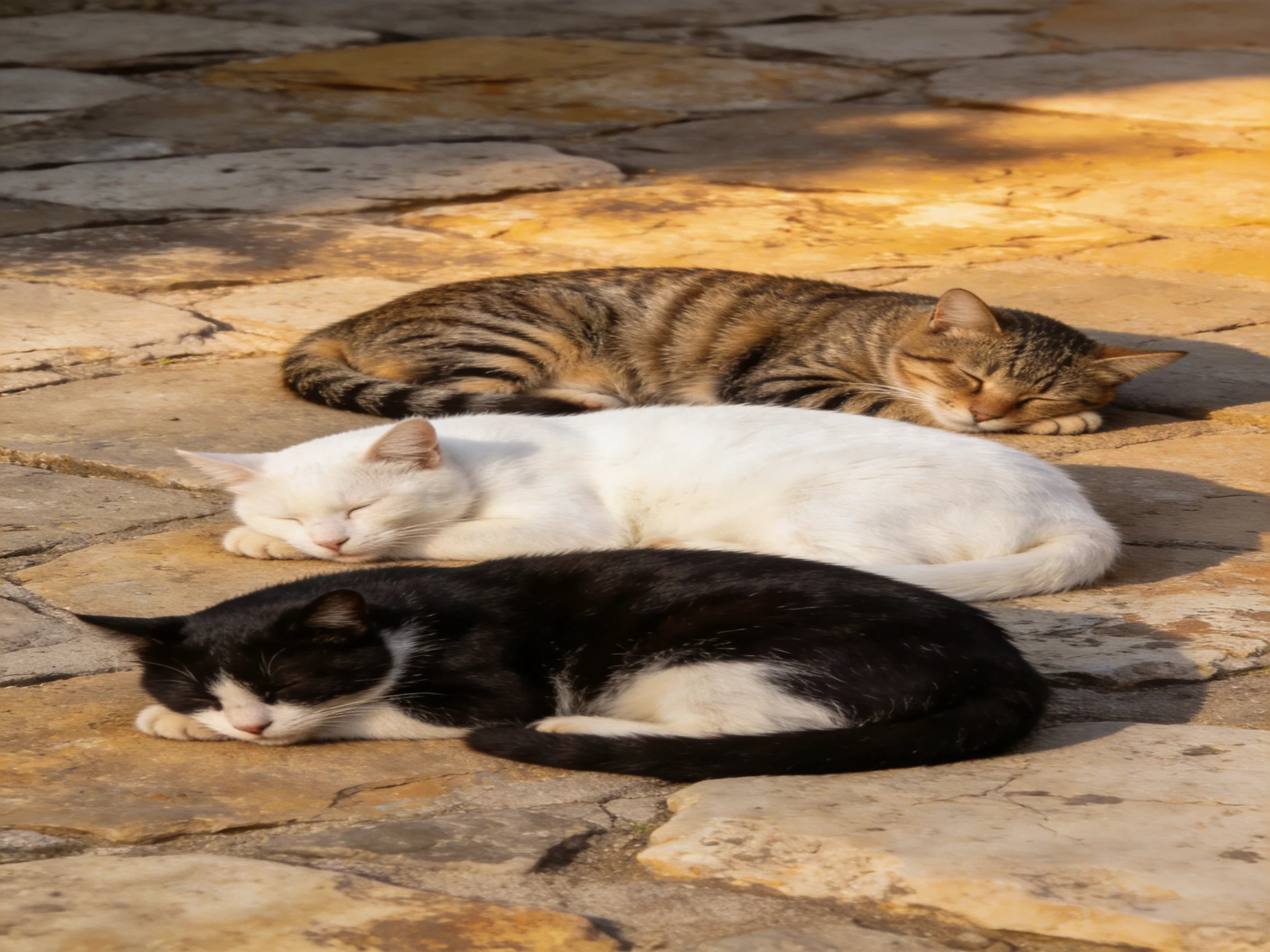 Three cats of different colors sleep on a sunlit stone pavement