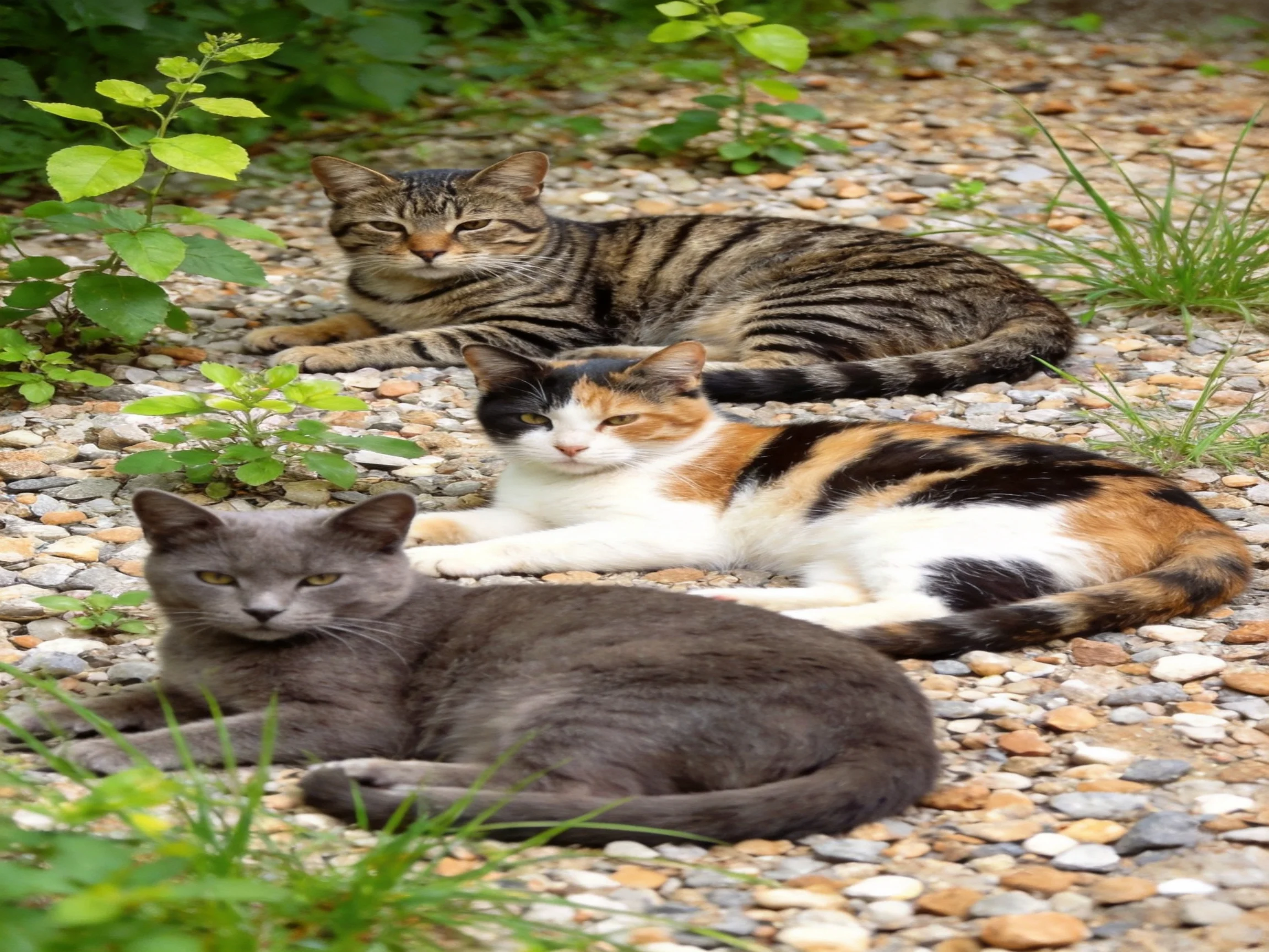 Three cats of different colors rest on a pebbly path amid greenery