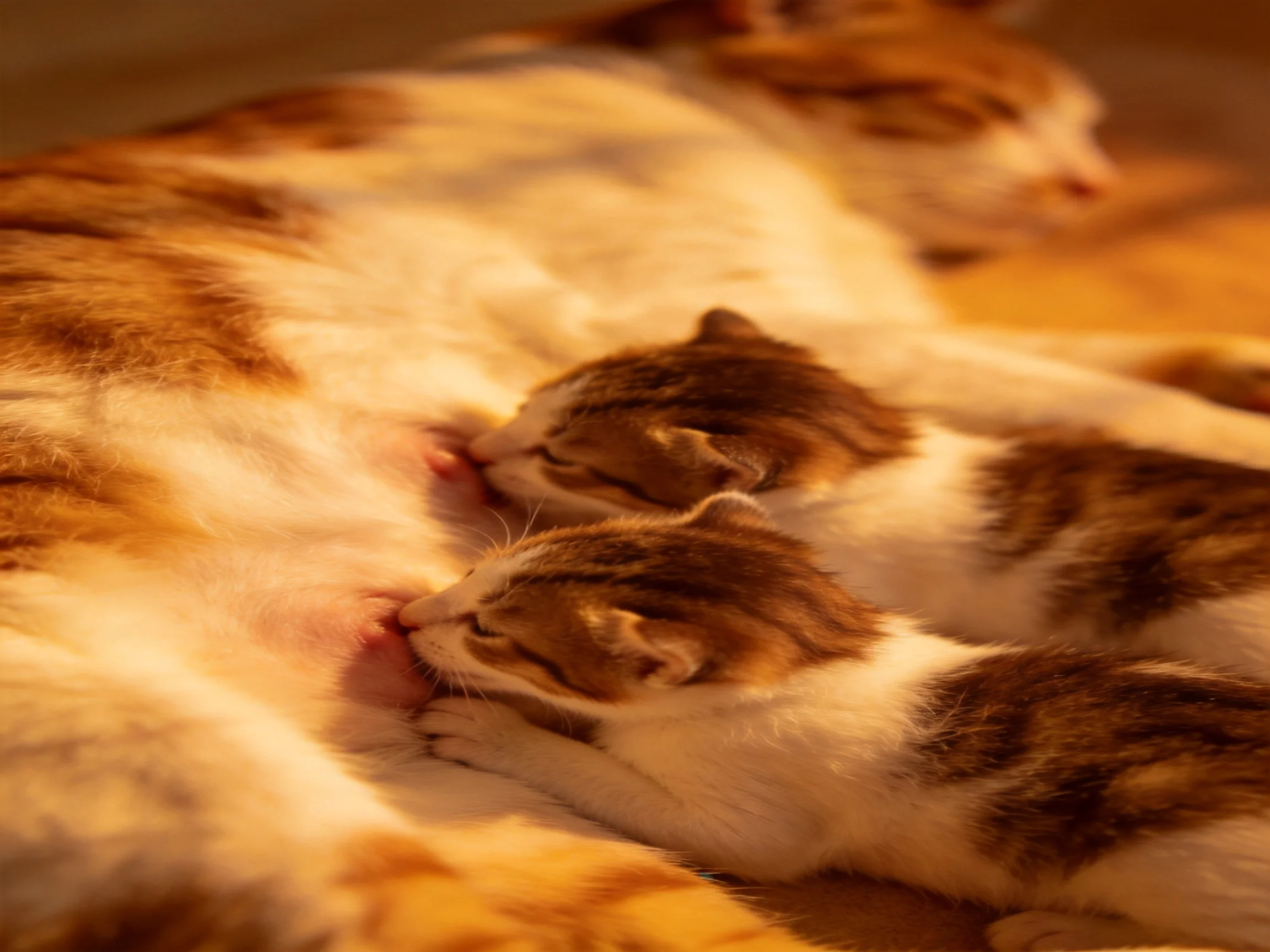 Three cats rest together, including nursing kittens and an adult cat