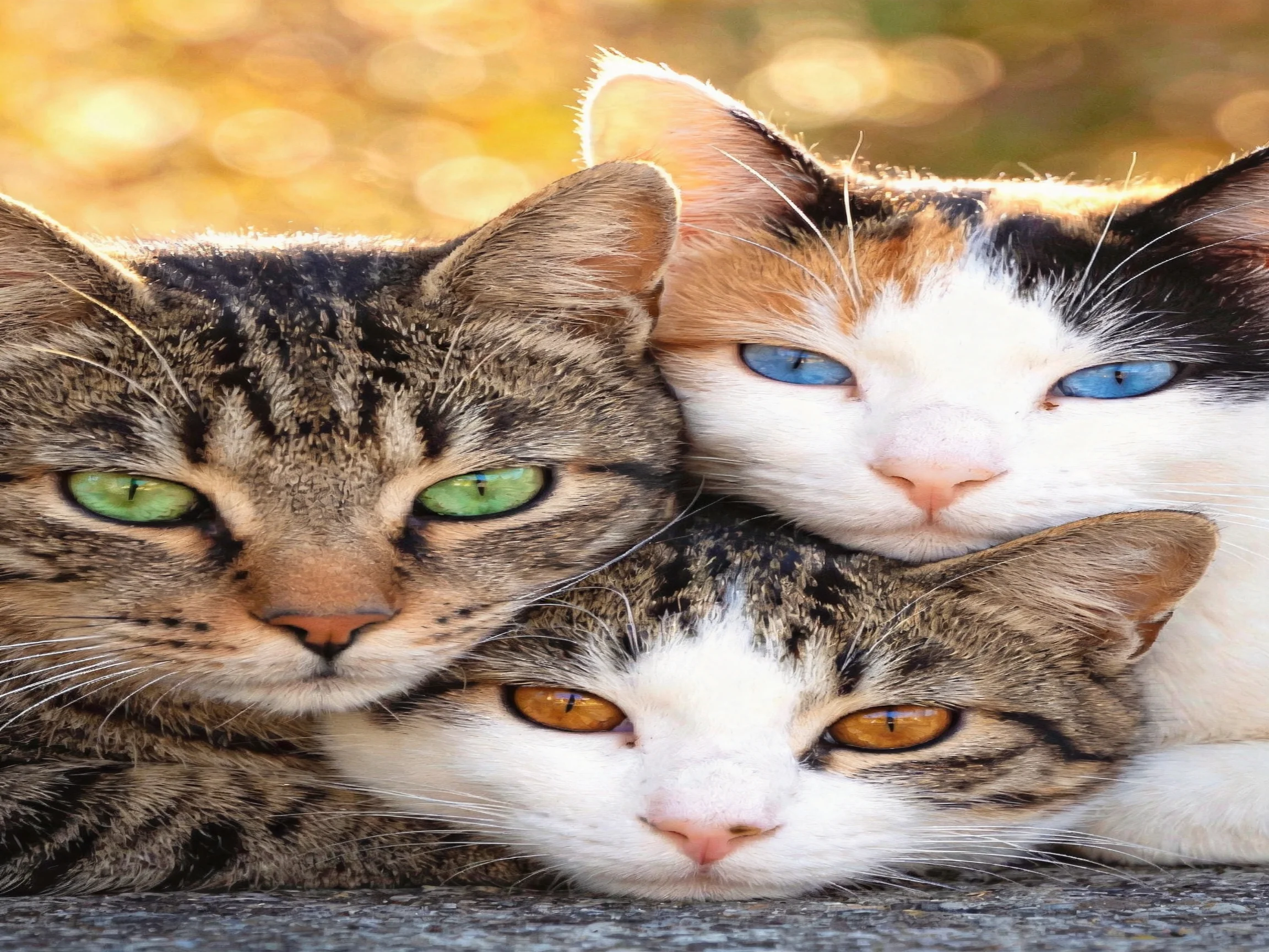 Three cats with colorful eyes rest closely together.