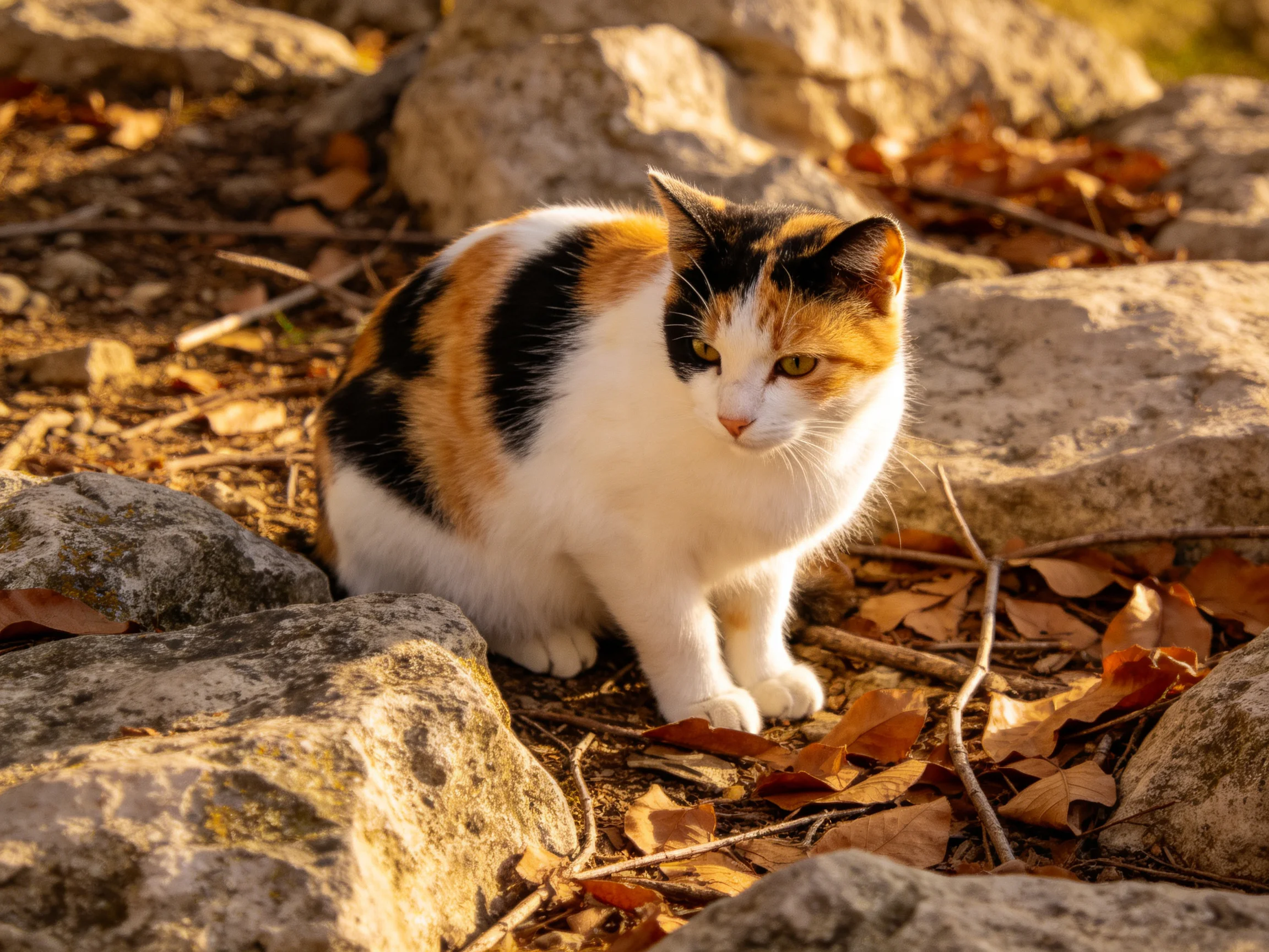Tri - colored cat near large stones and dry autumn leaves