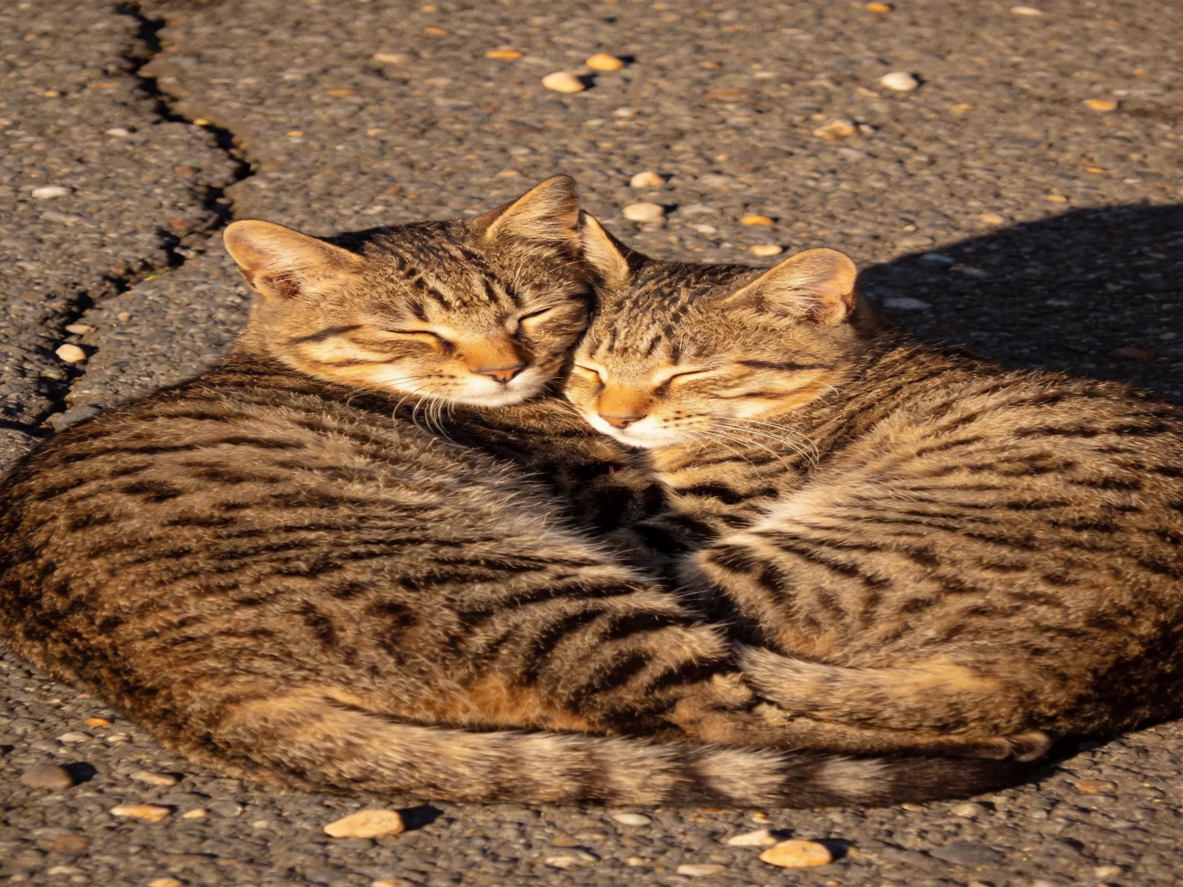 Two brown tabby cats cuddling on cracked pavement