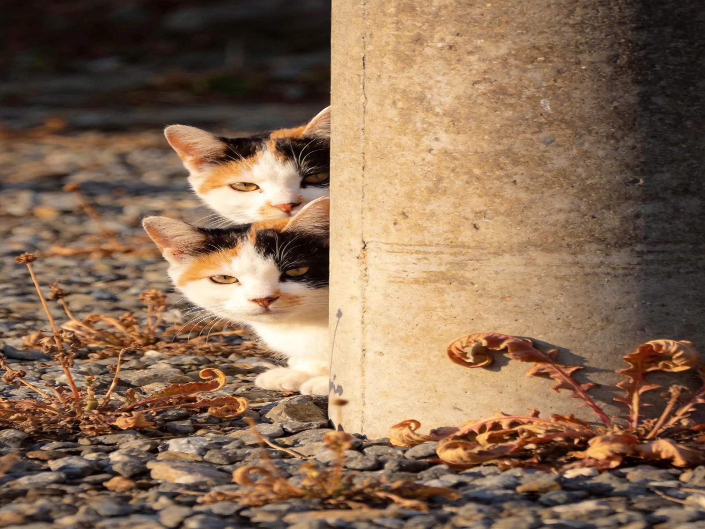 Two calico cats peek from behind a concrete post on gravel