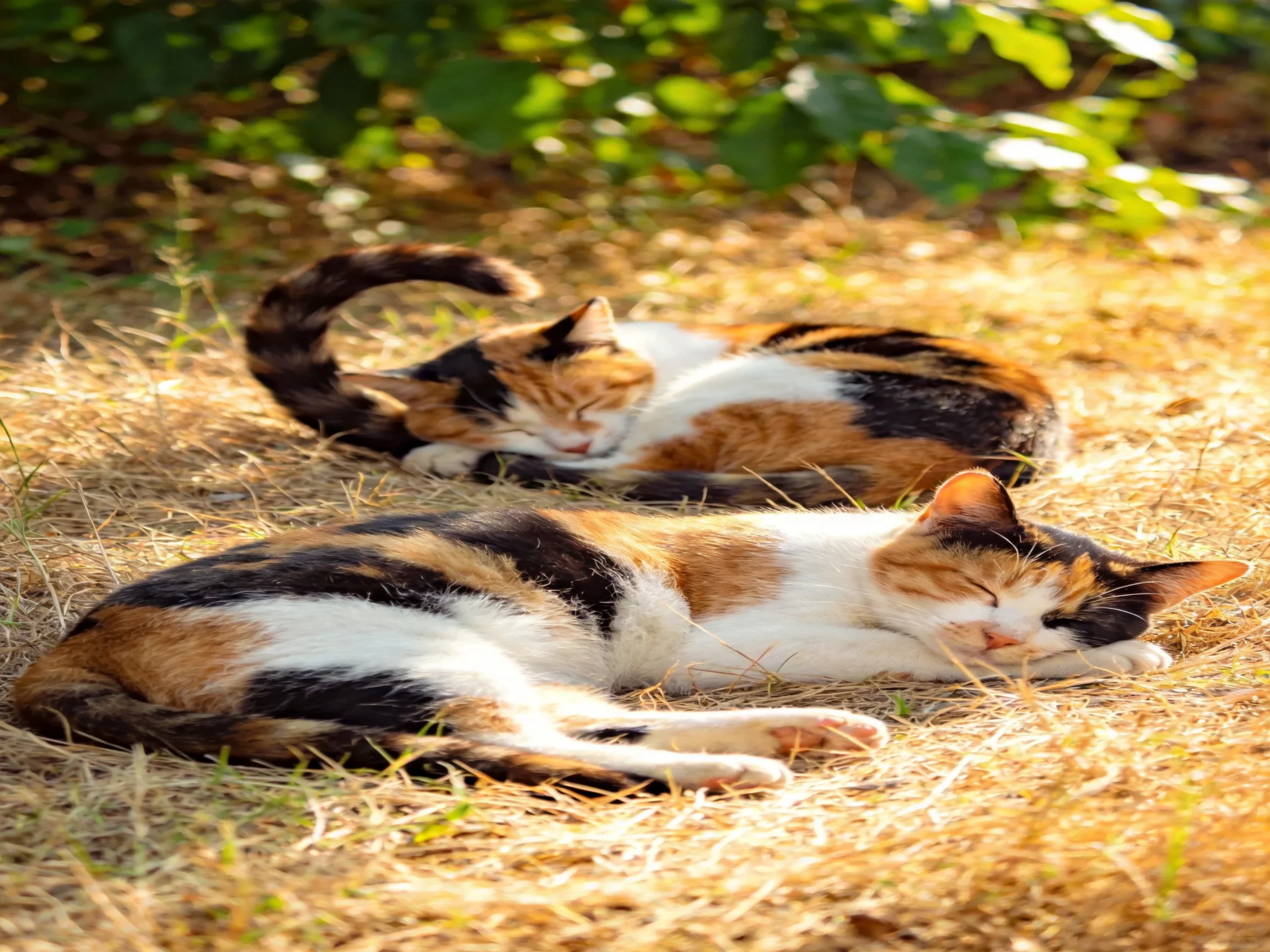 Two calico cats sleep on sunlit straw outdoors.