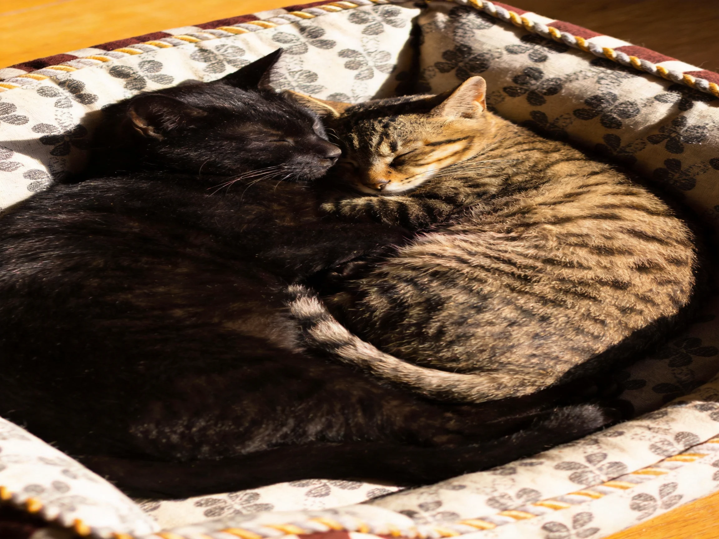 Two cats cuddle in a patterned pet bed with warm sunlight