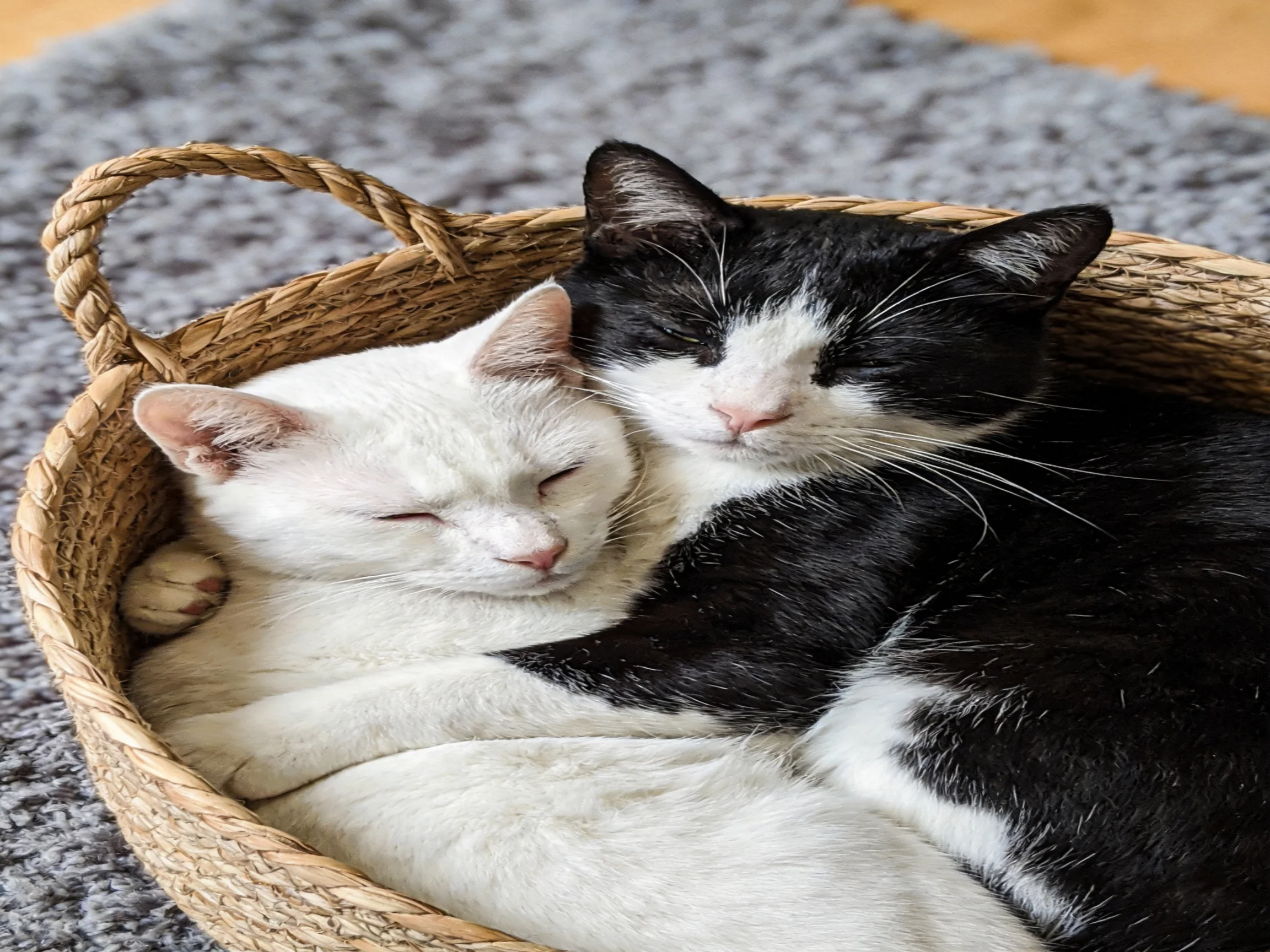 Two cats cuddle in a woven basket on a soft gray rug